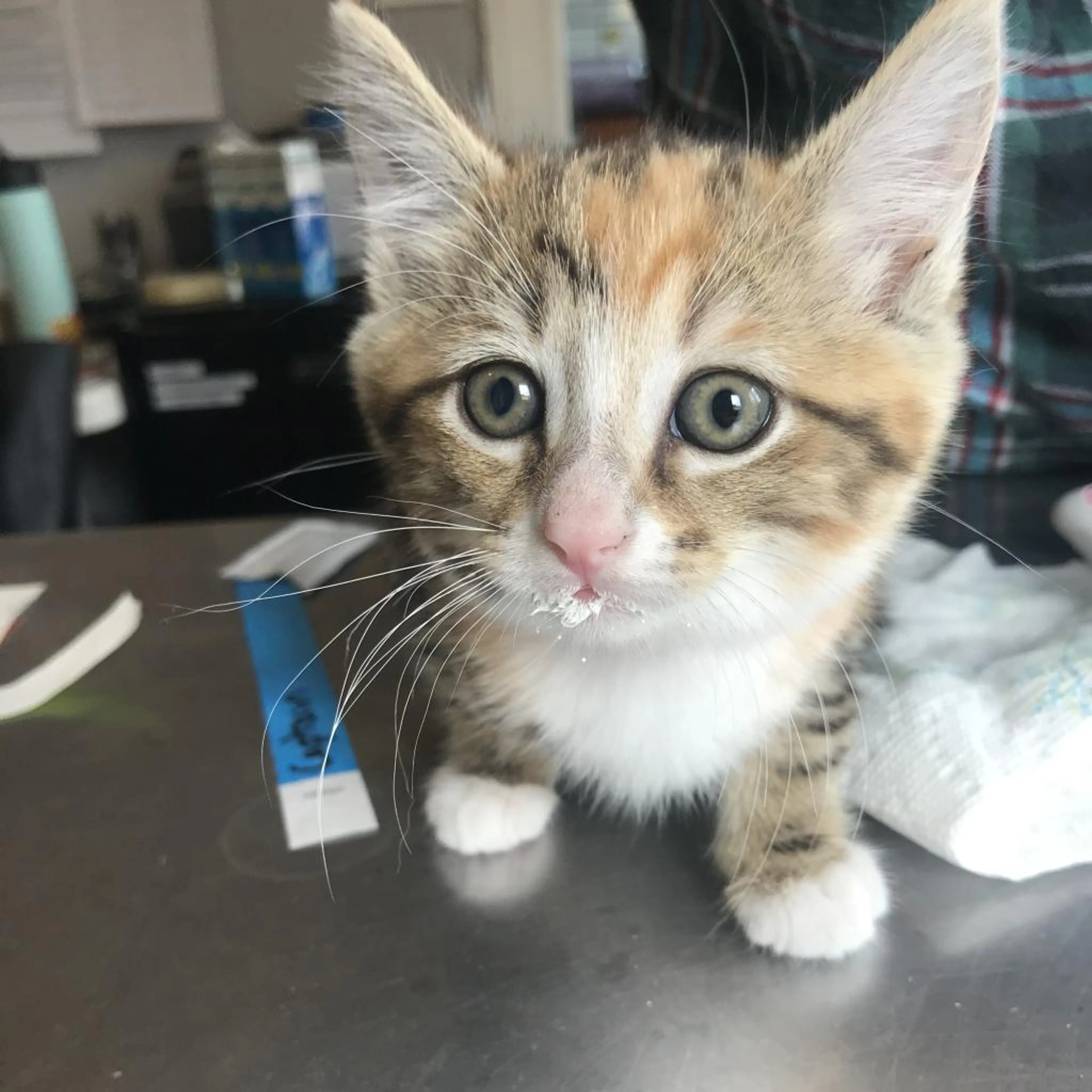 Found pet-2