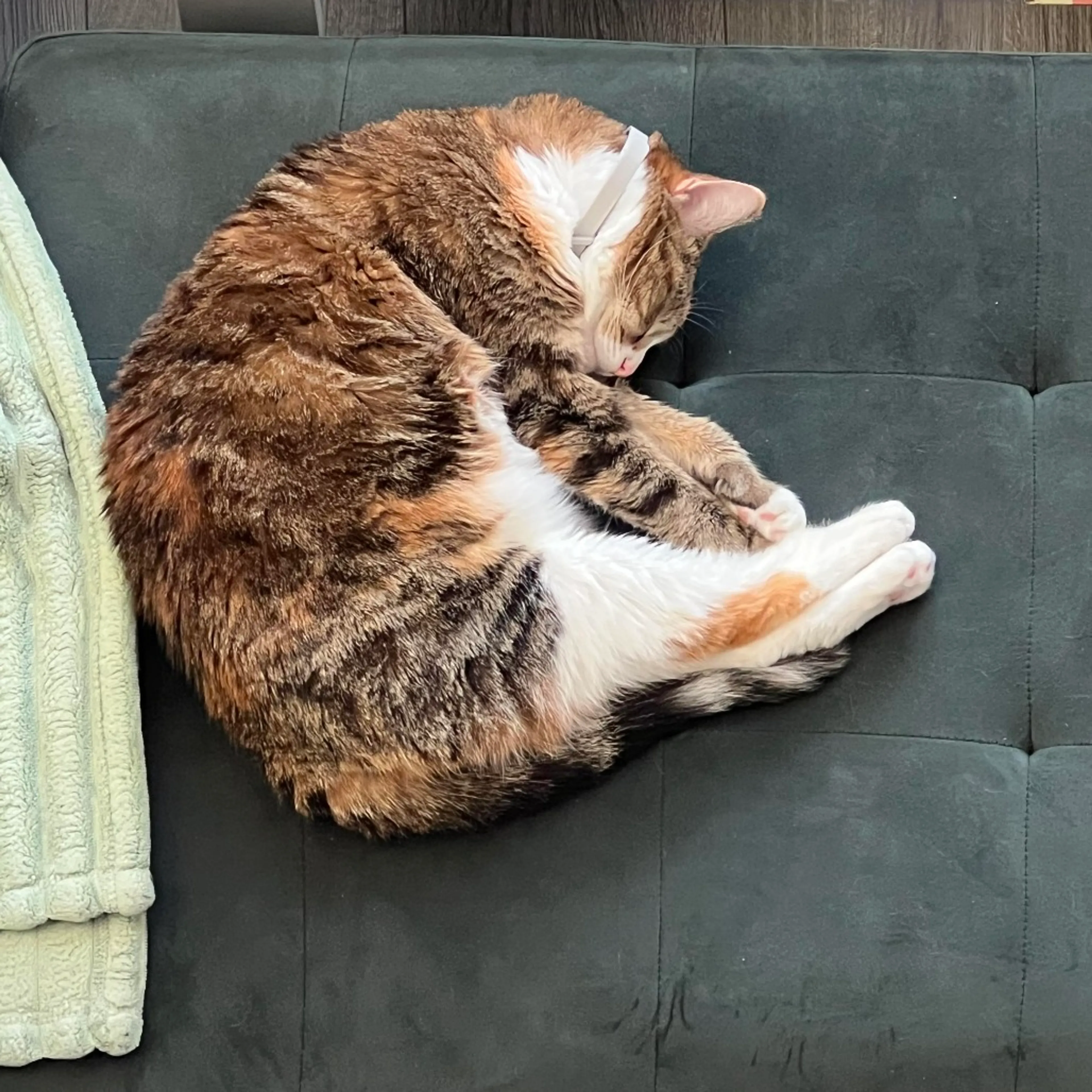 Found pet-0