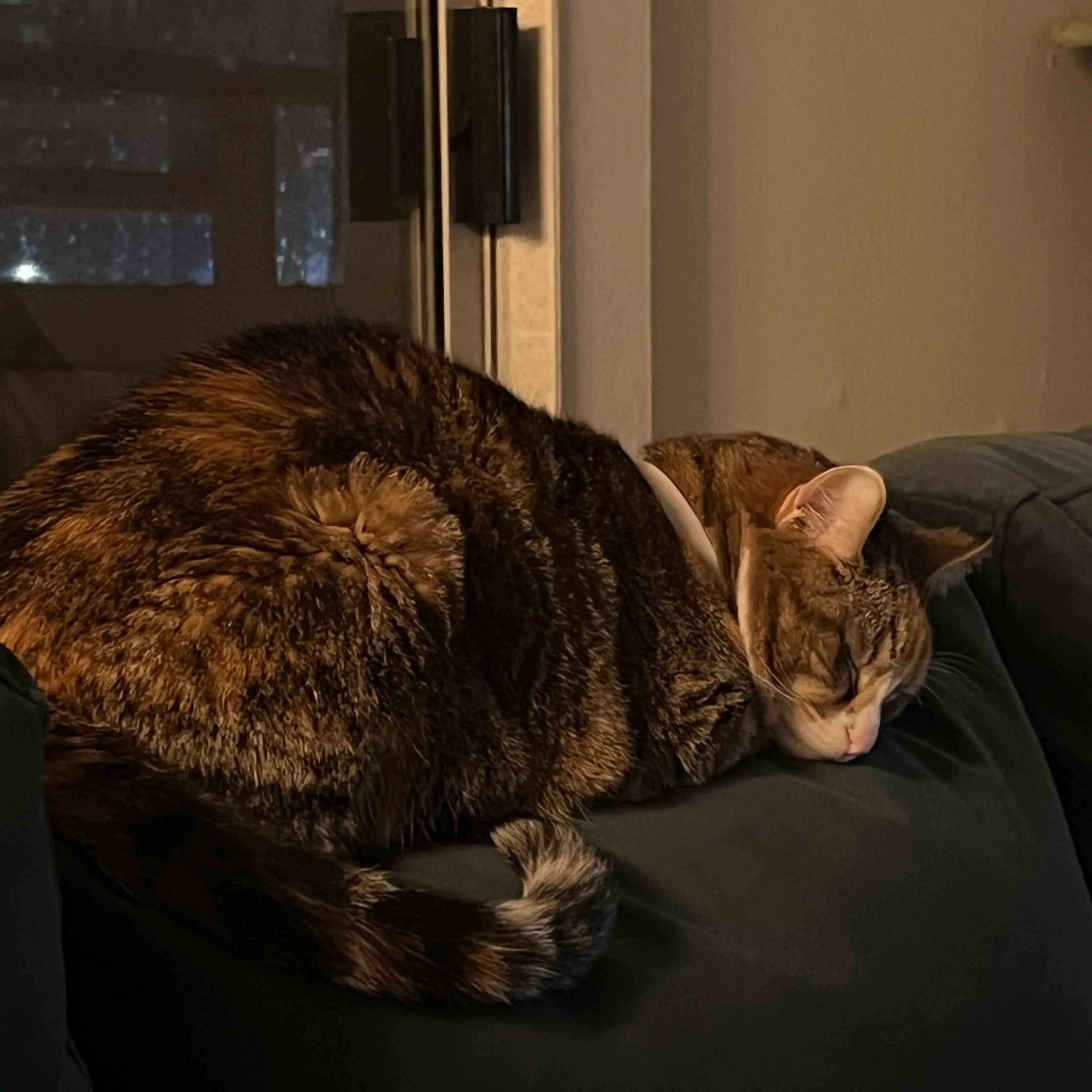 Found pet-4