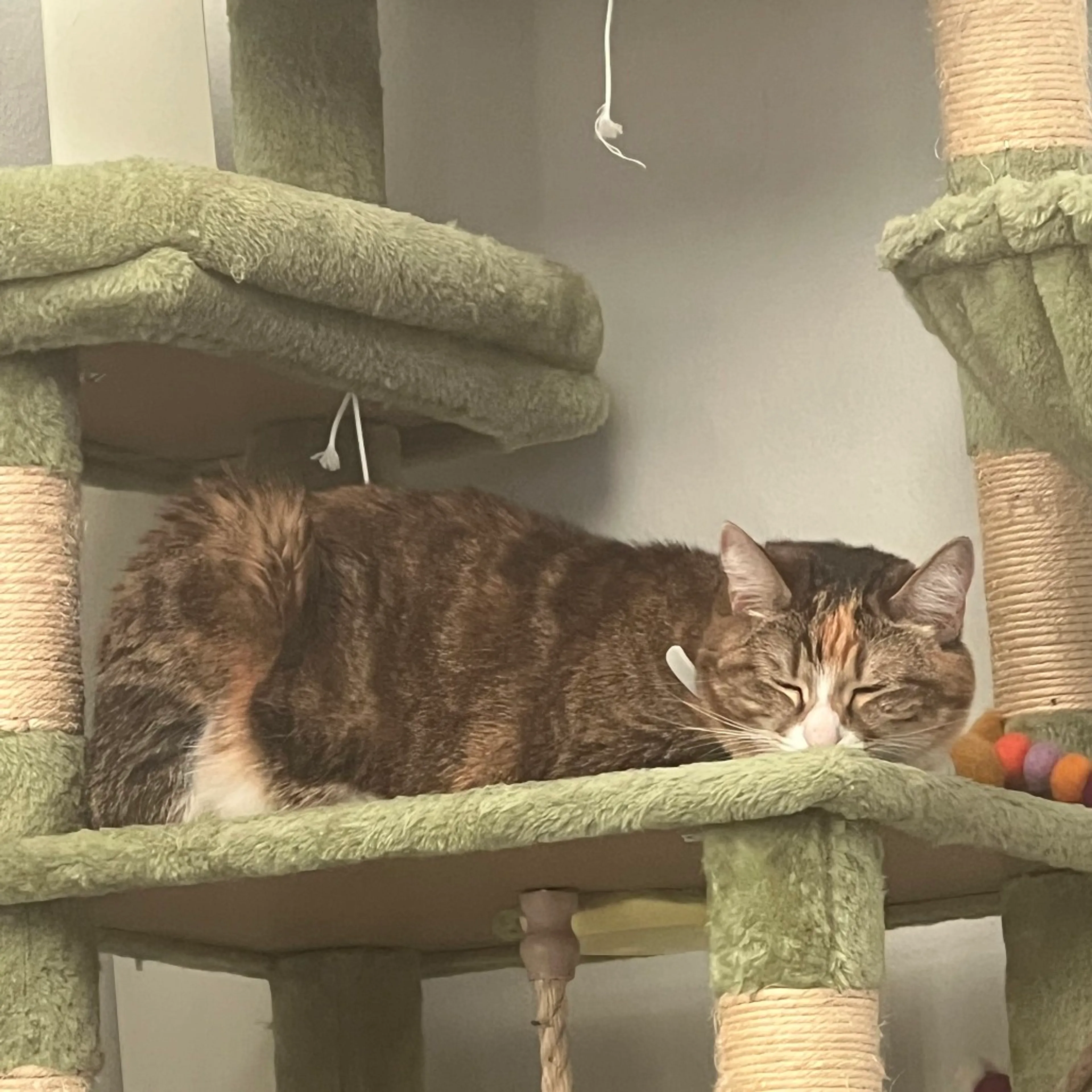 Found pet-3