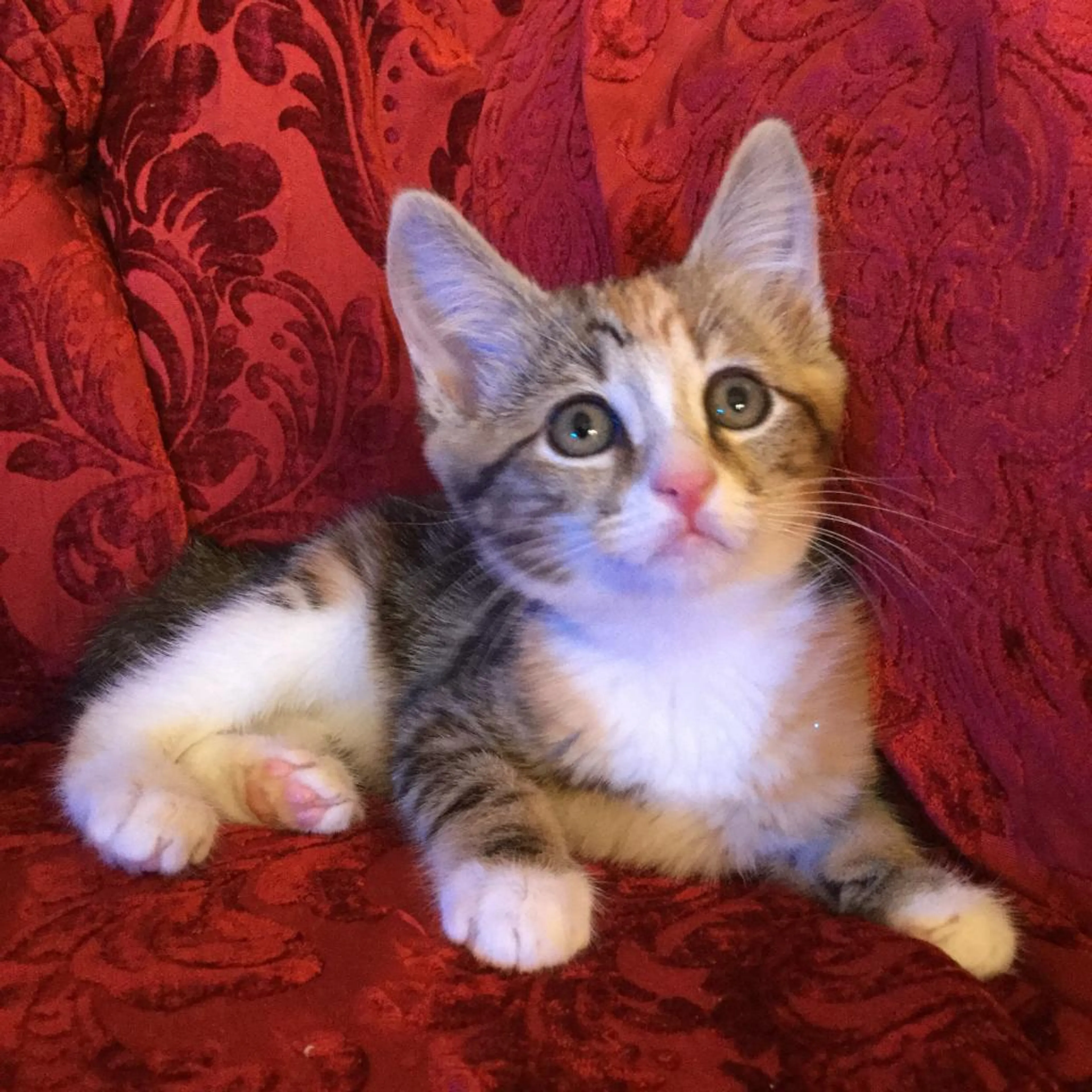 Found pet-1