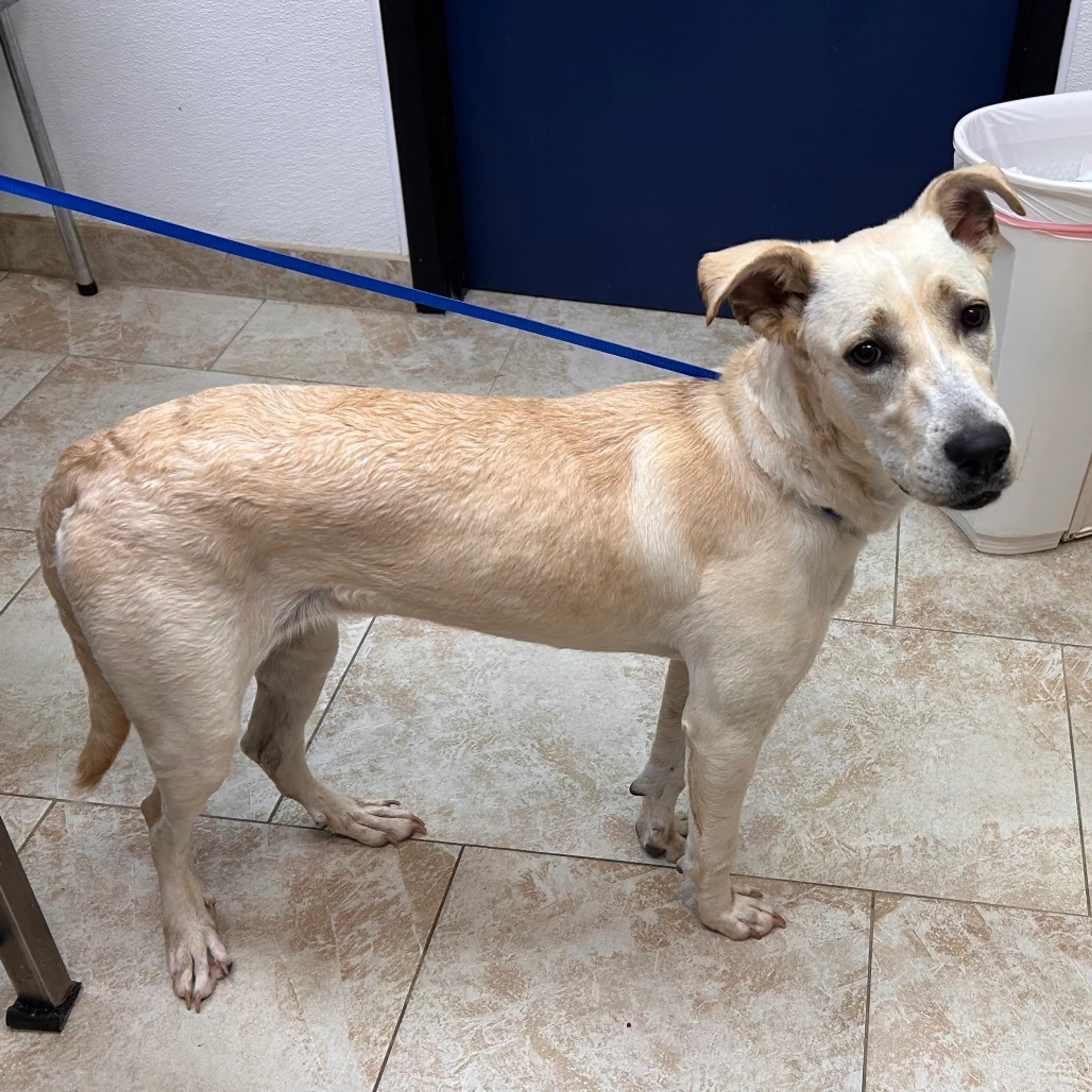 Found pet-1