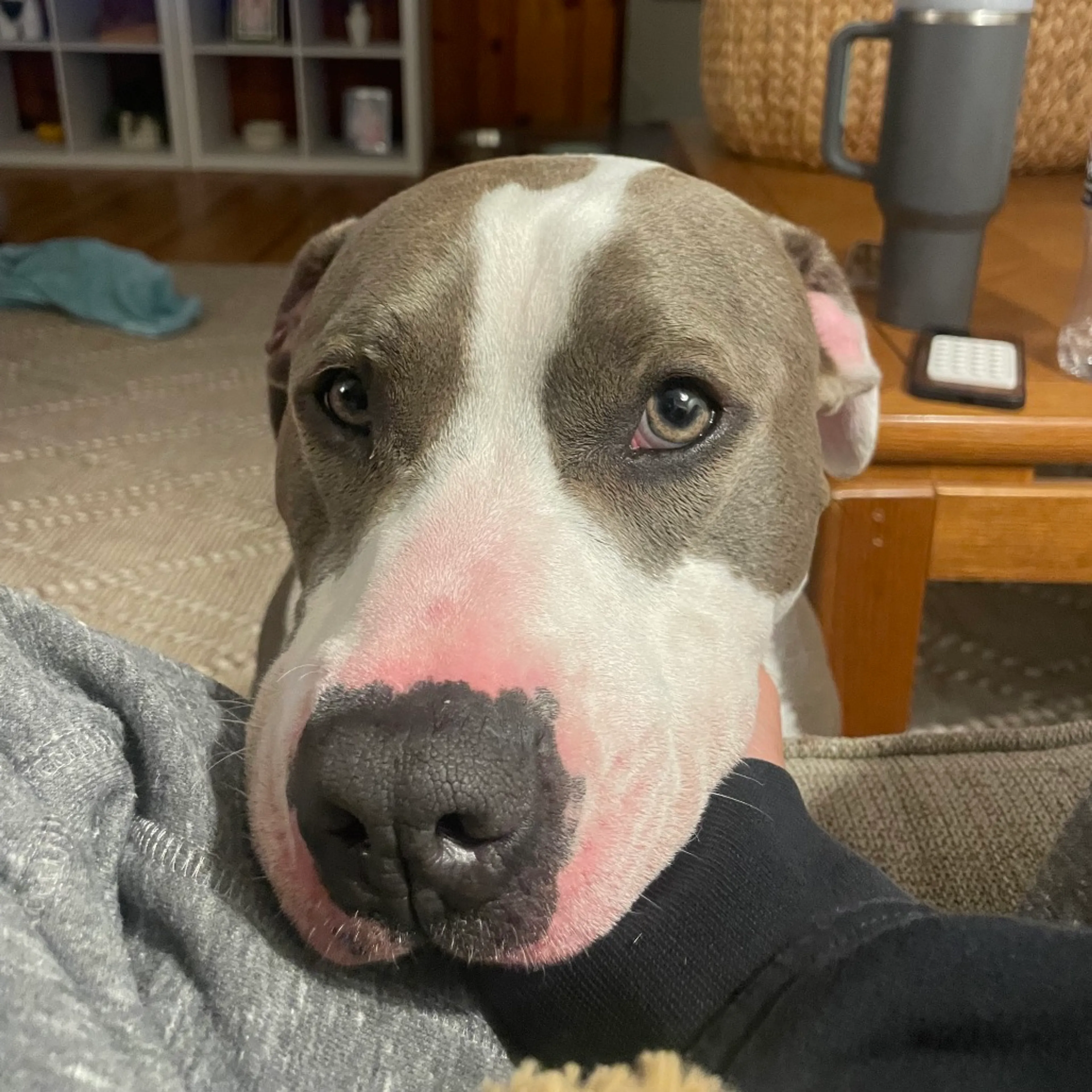 Found pet-12