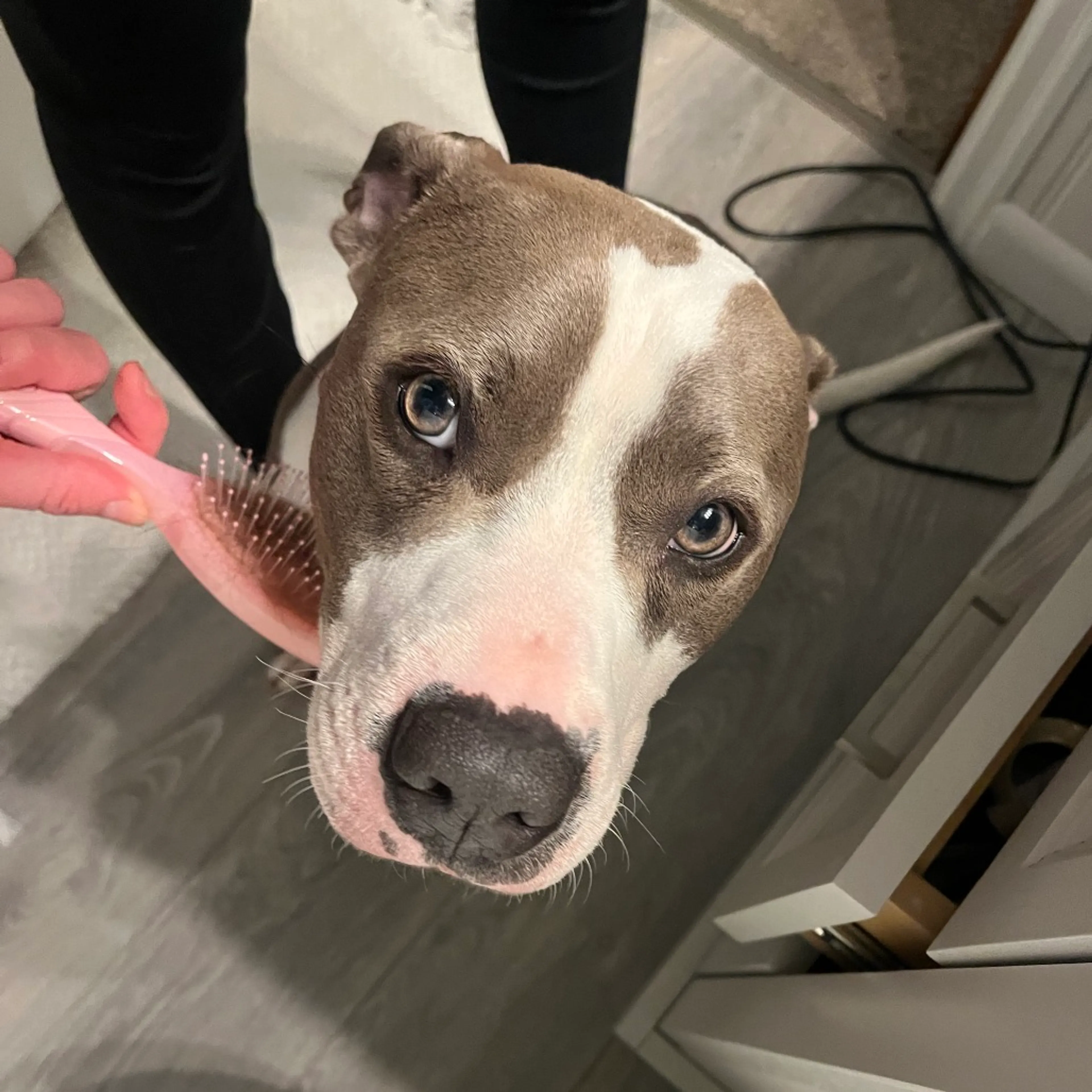 Found pet-11