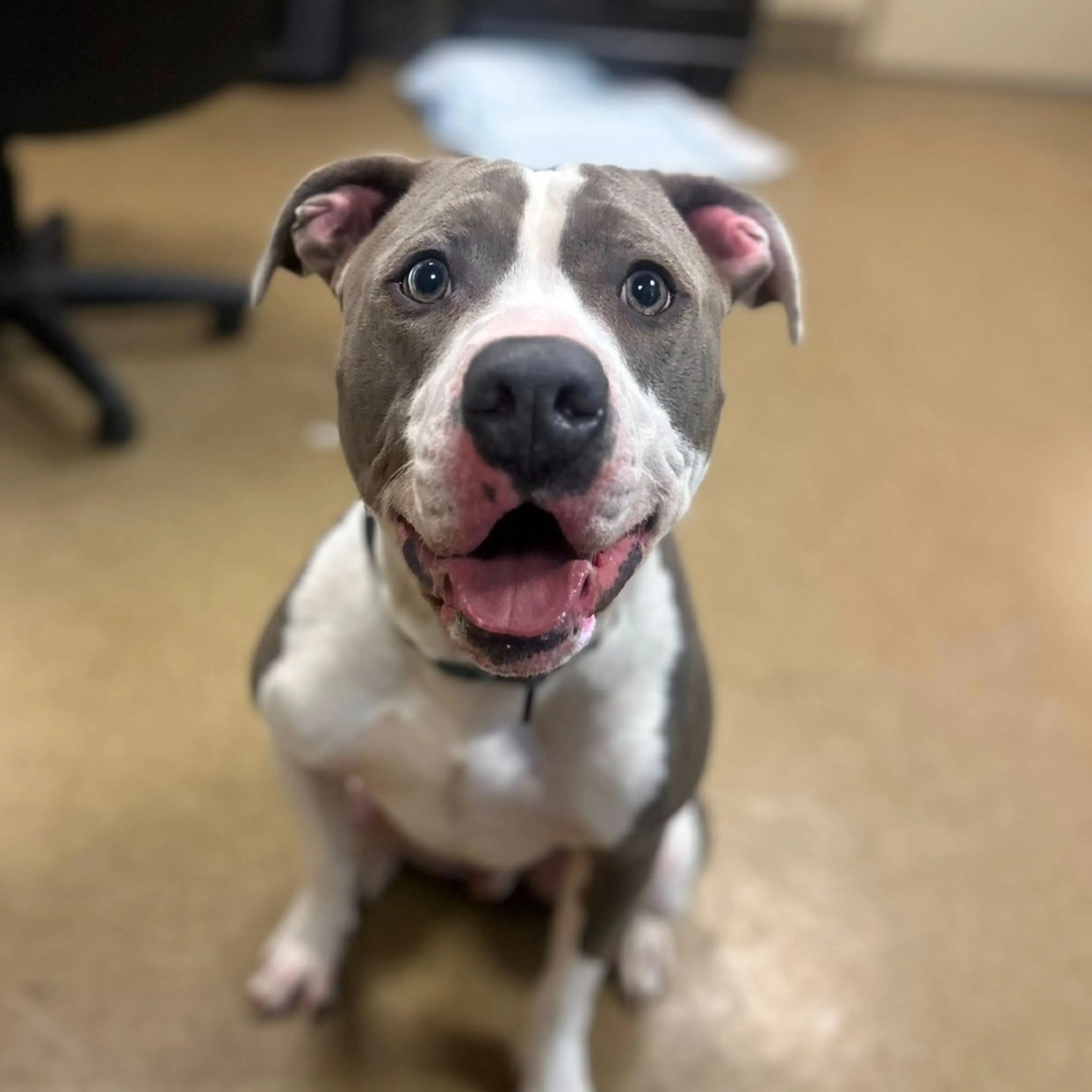 Found pet-1