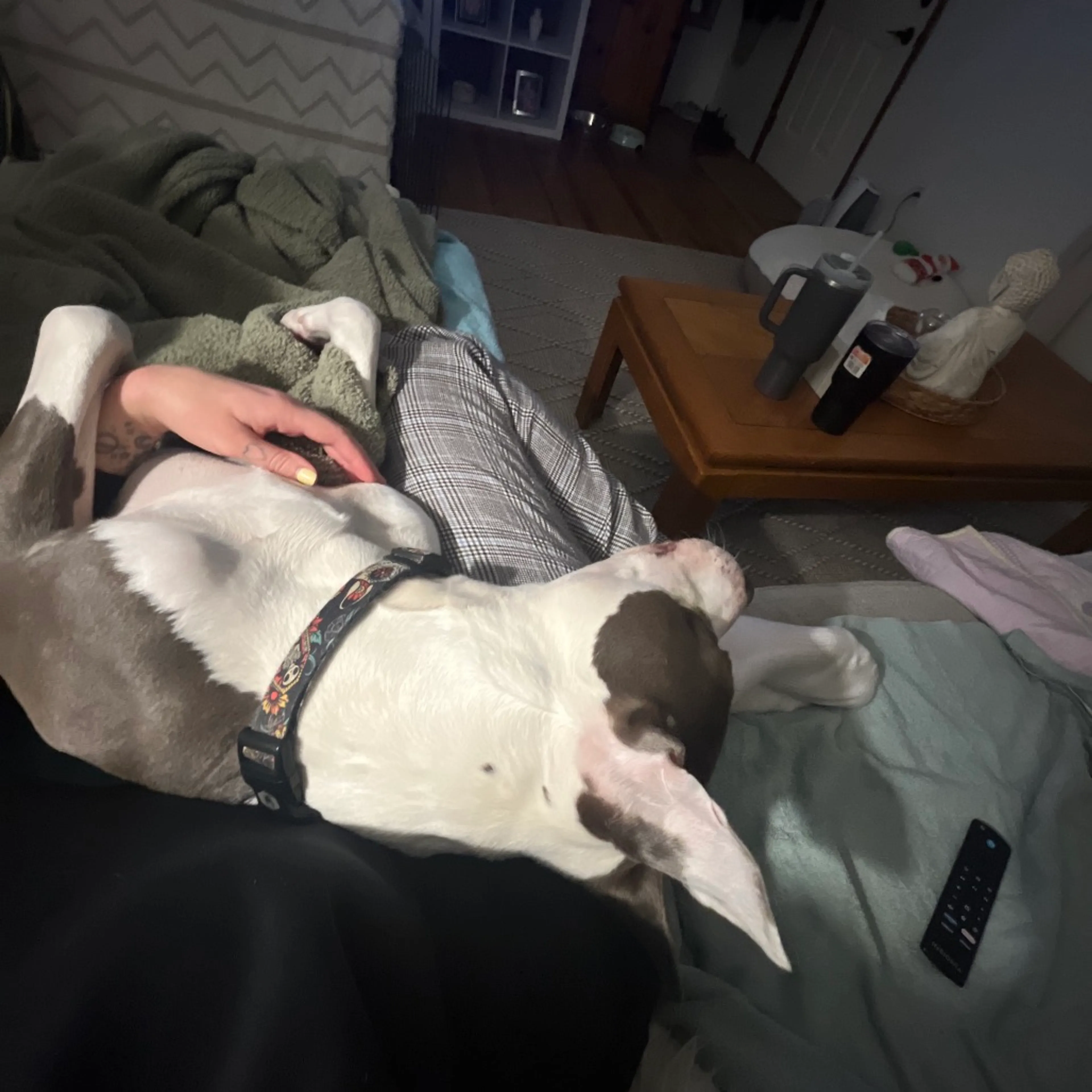 Found pet-6