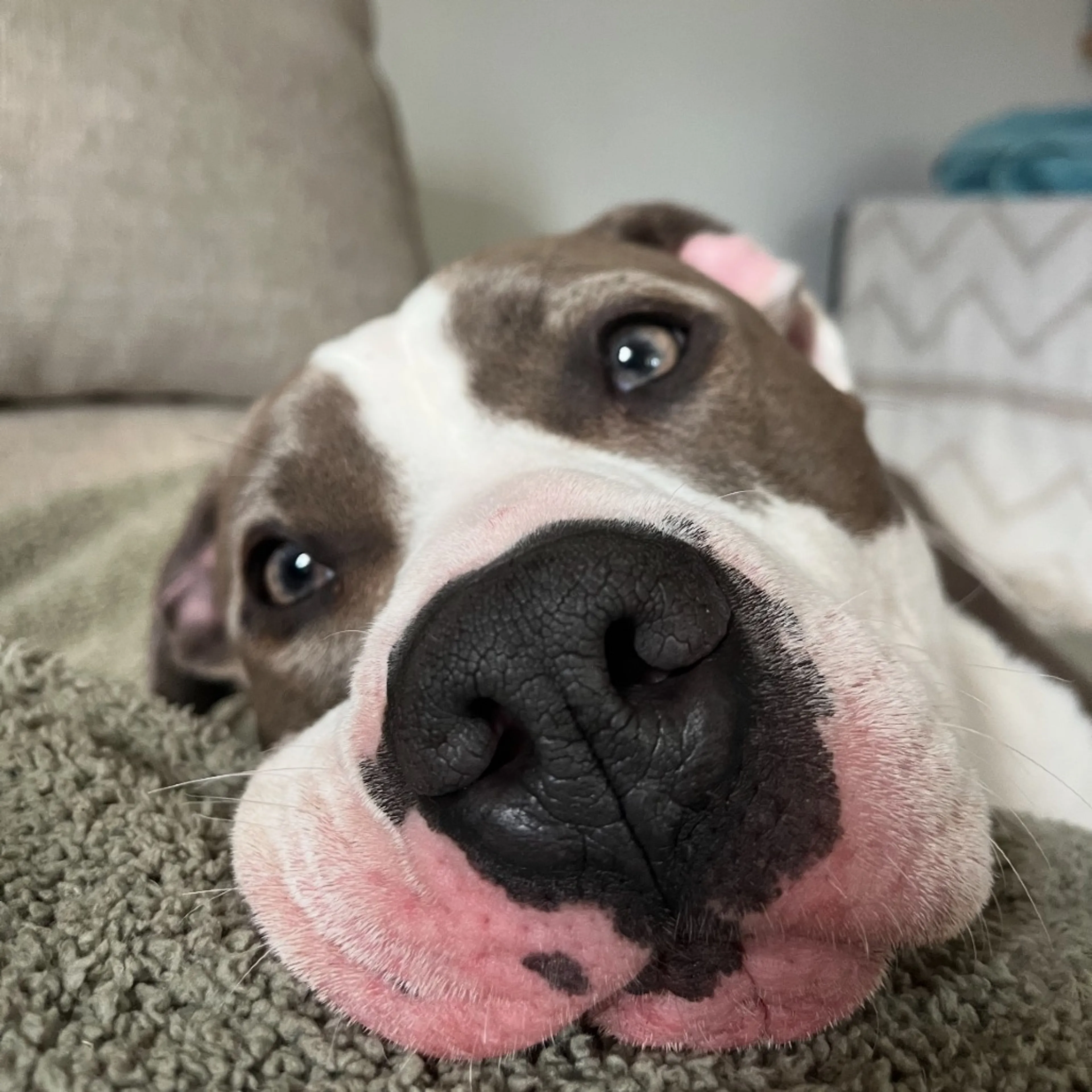 Found pet-14