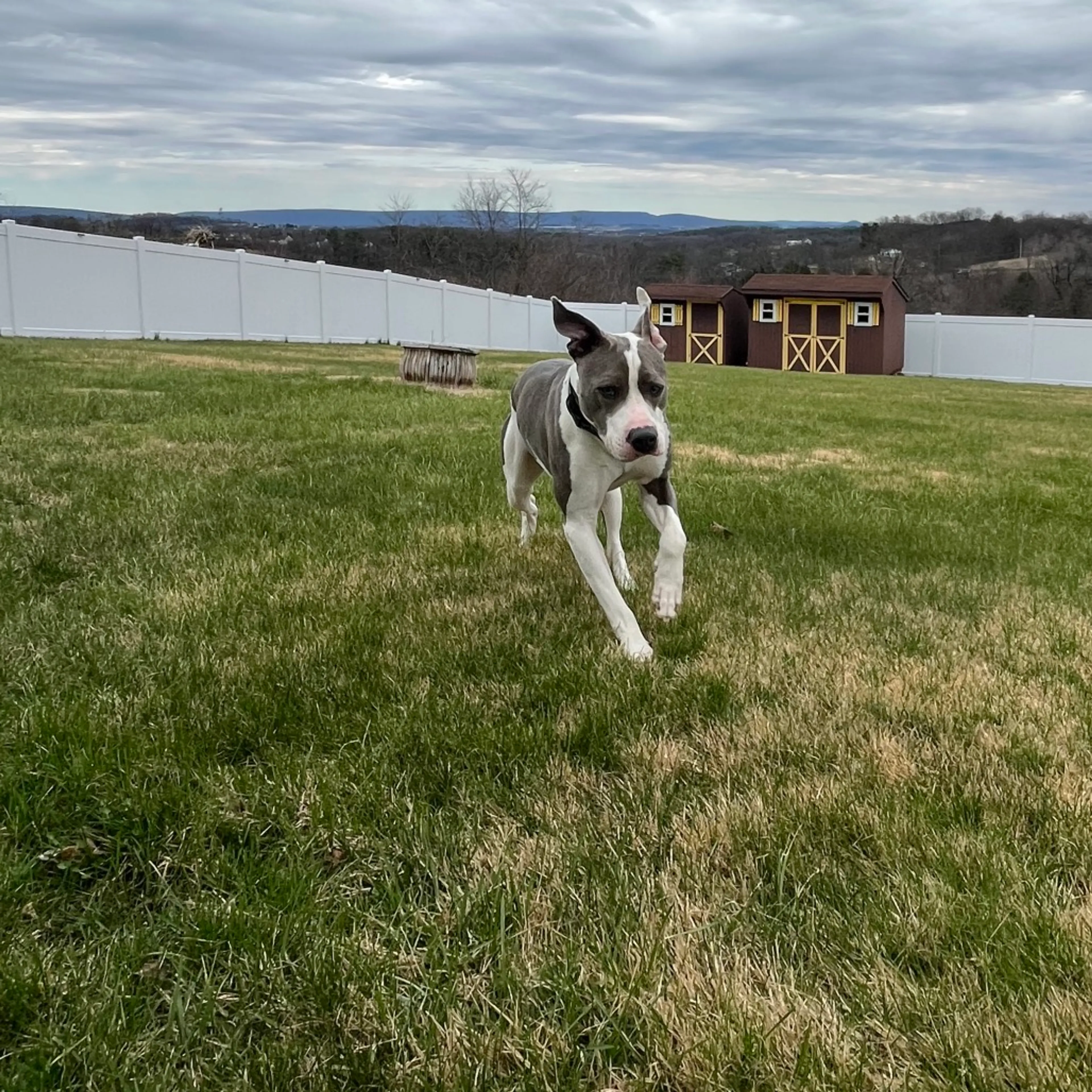 Found pet-3