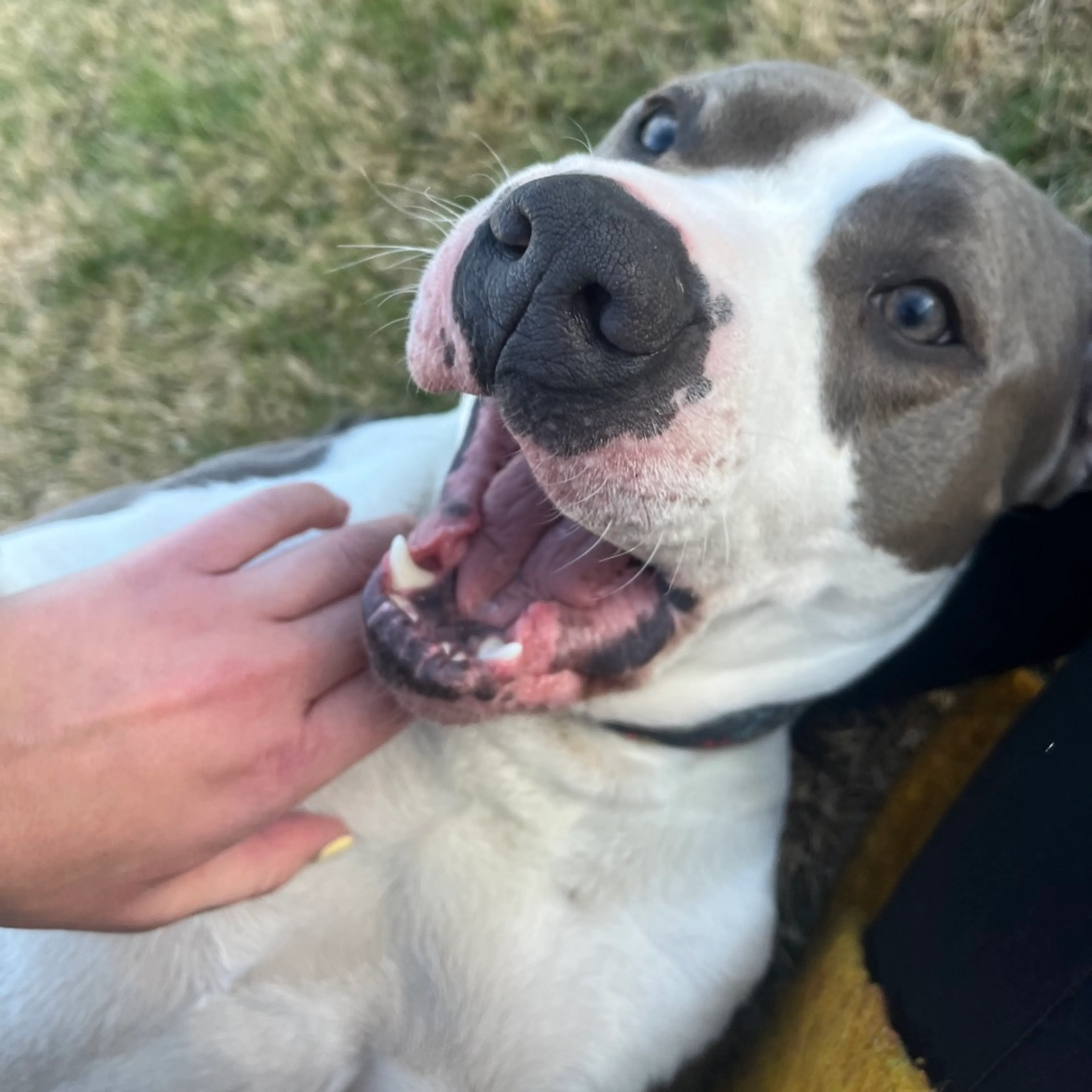 Found pet-7