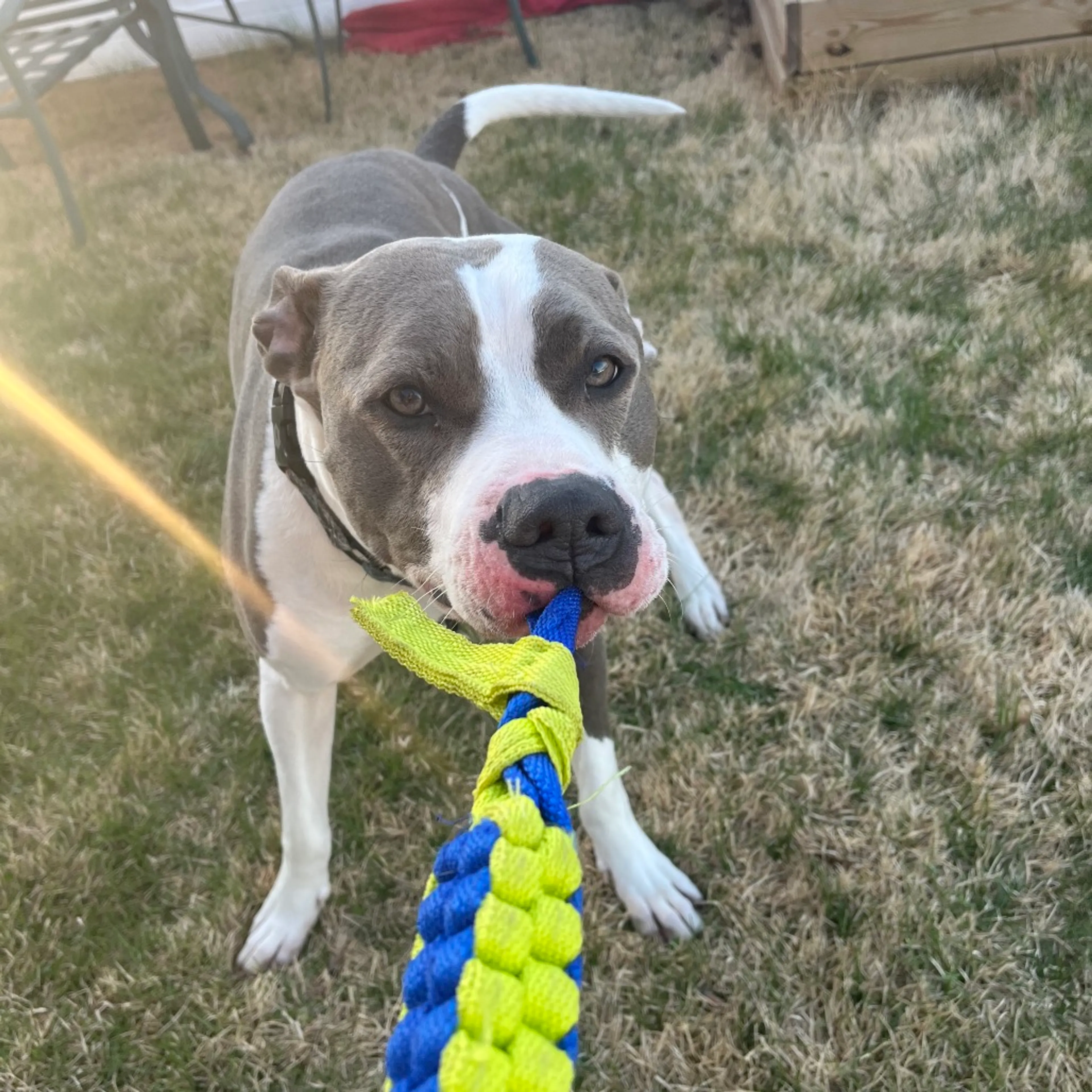 Found pet-8