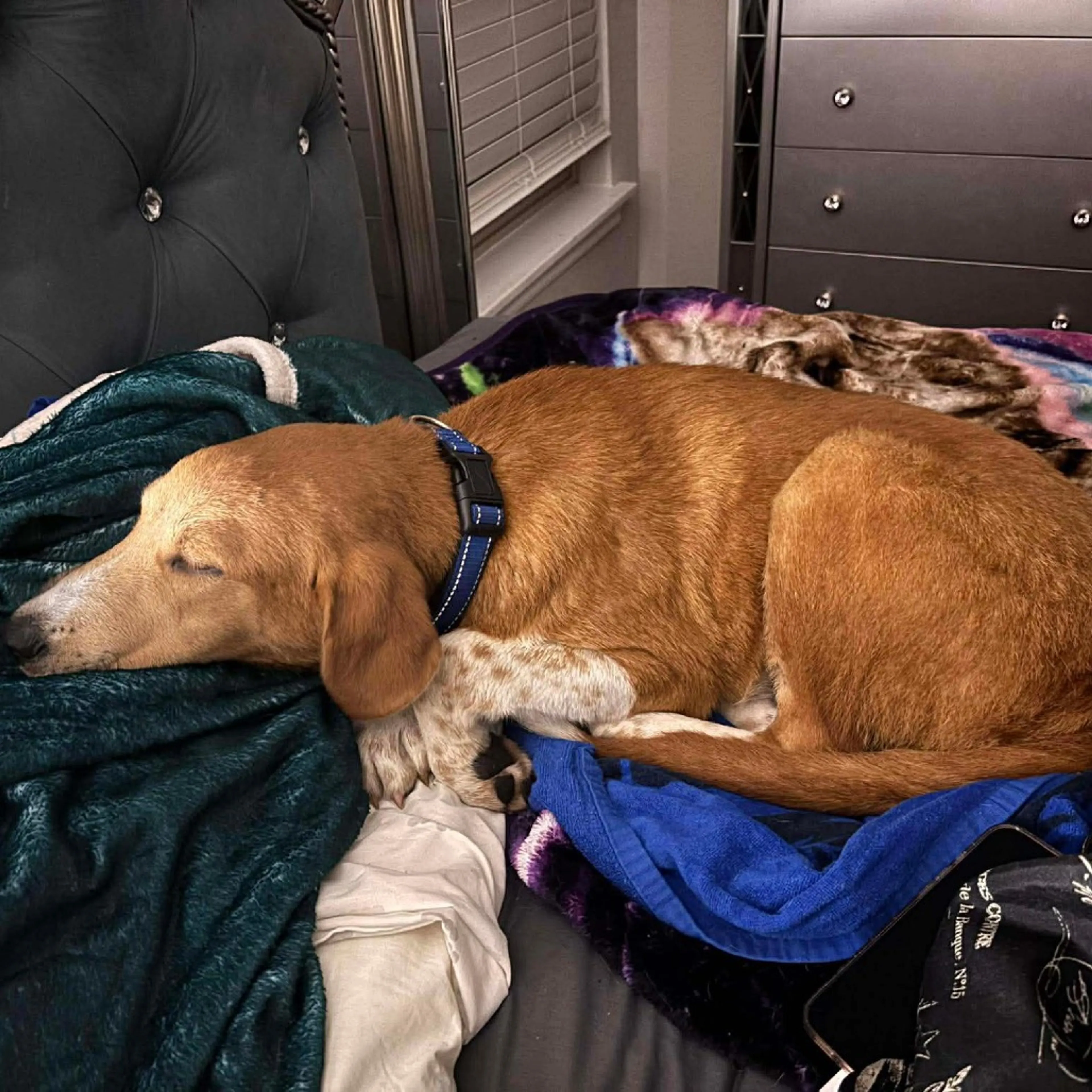 Found pet-1