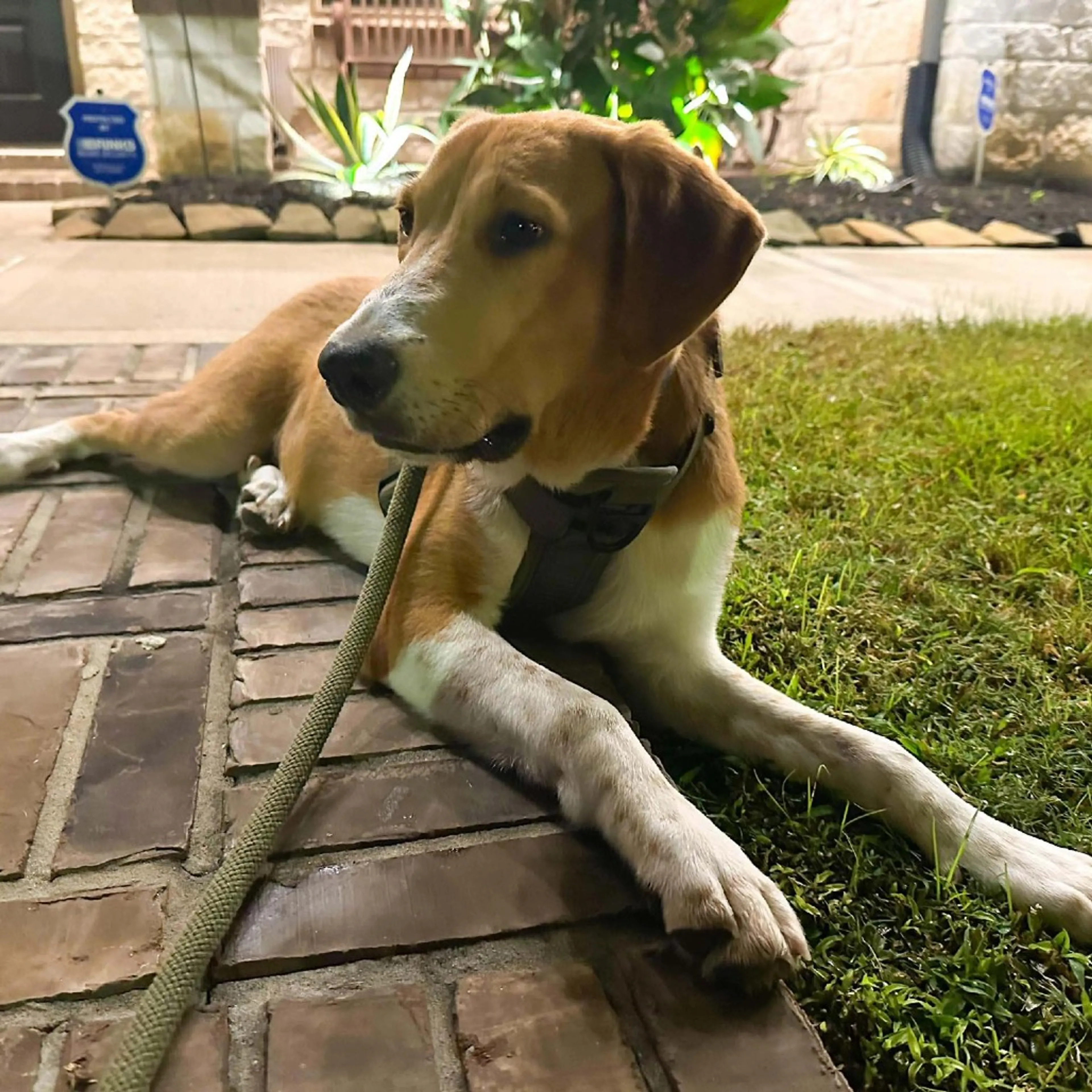 Found pet-3