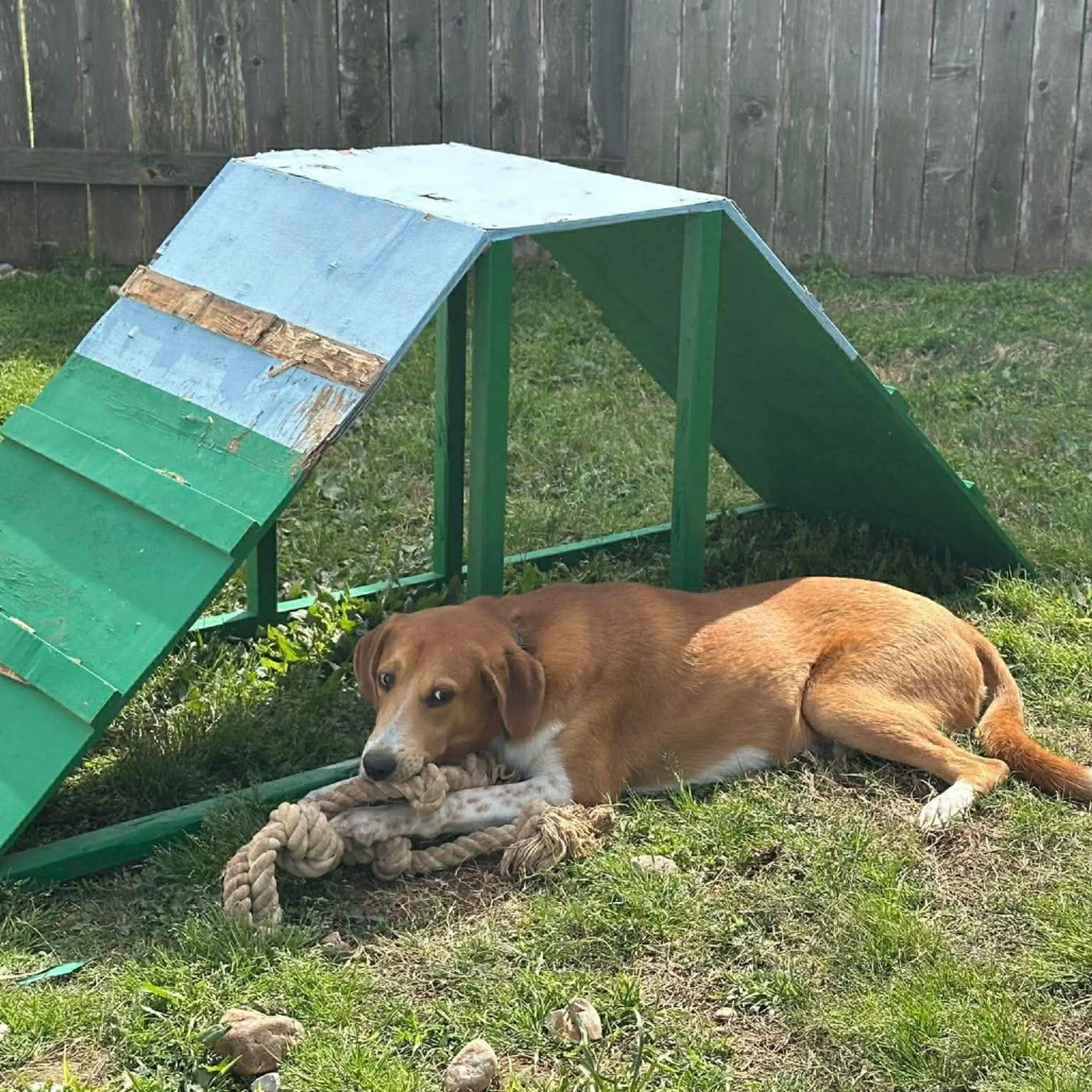 Found pet-2