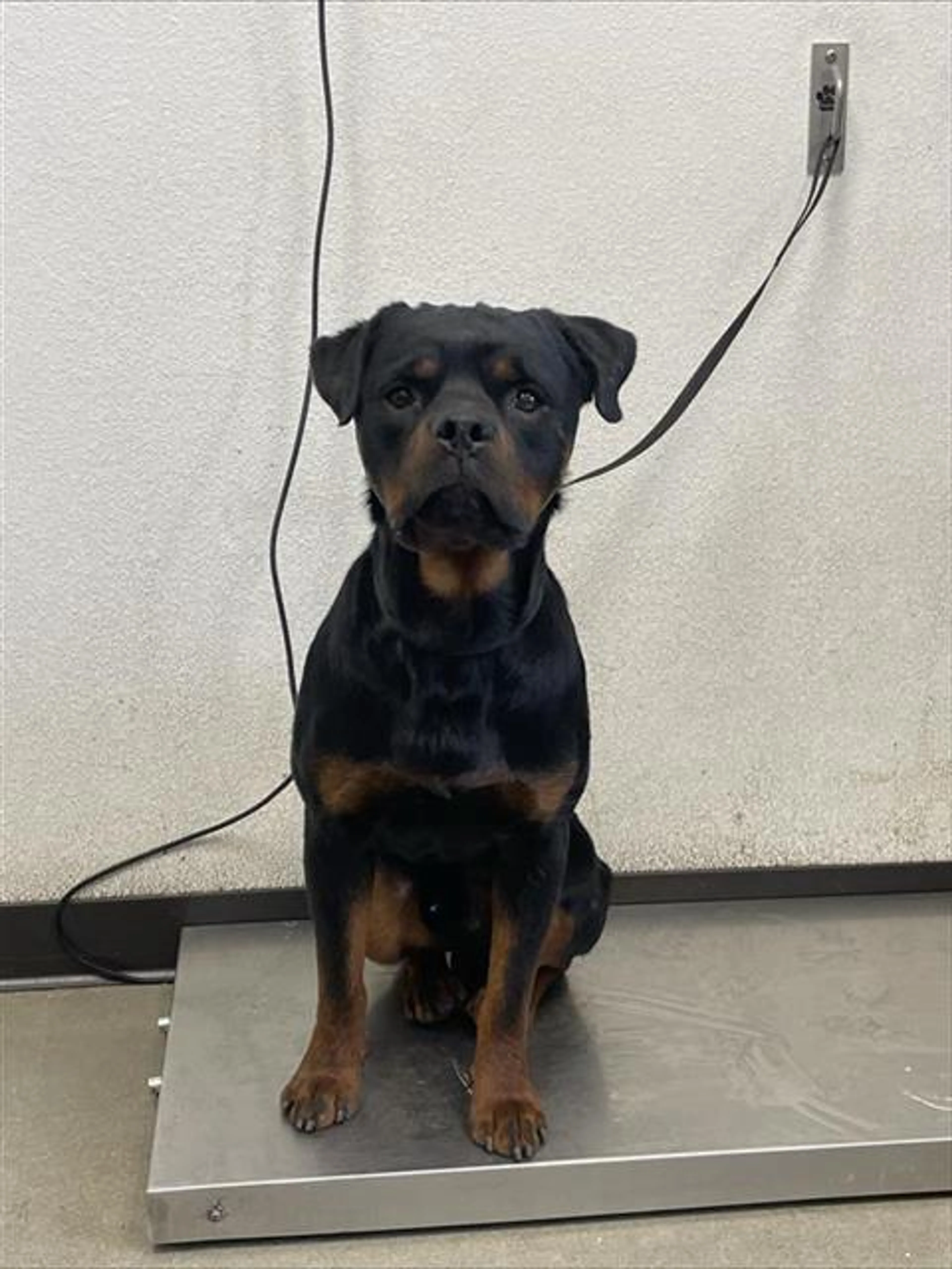 Found pet