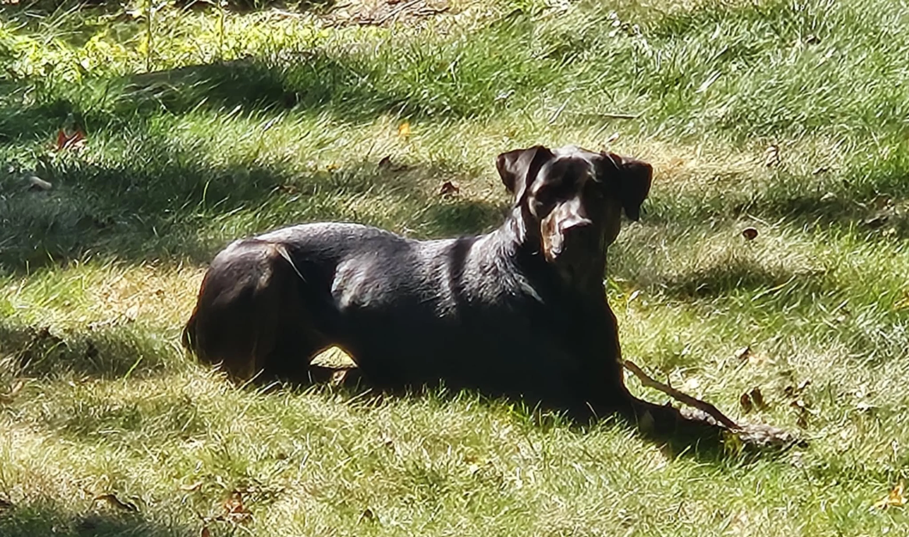 Found pet