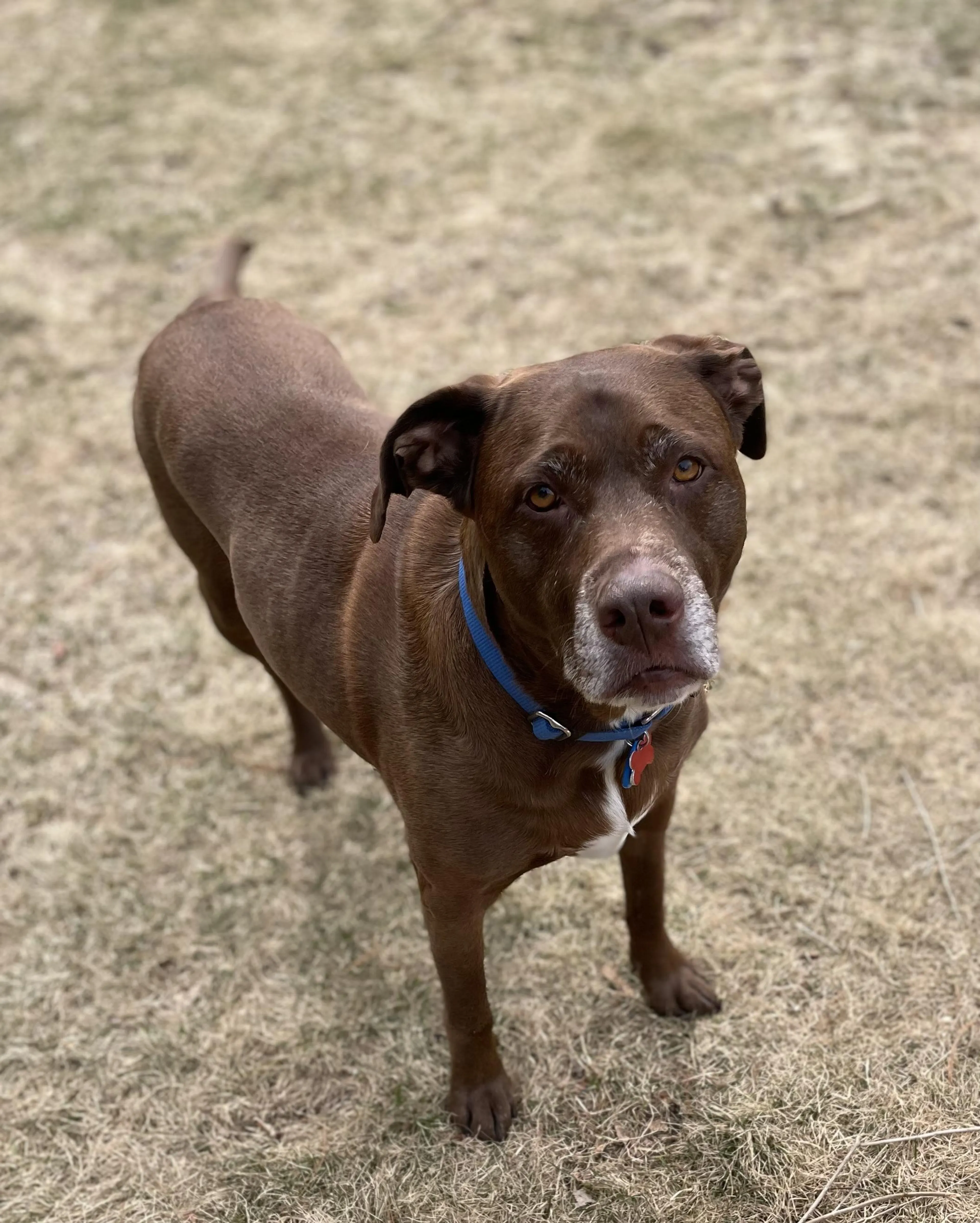 Found pet-1
