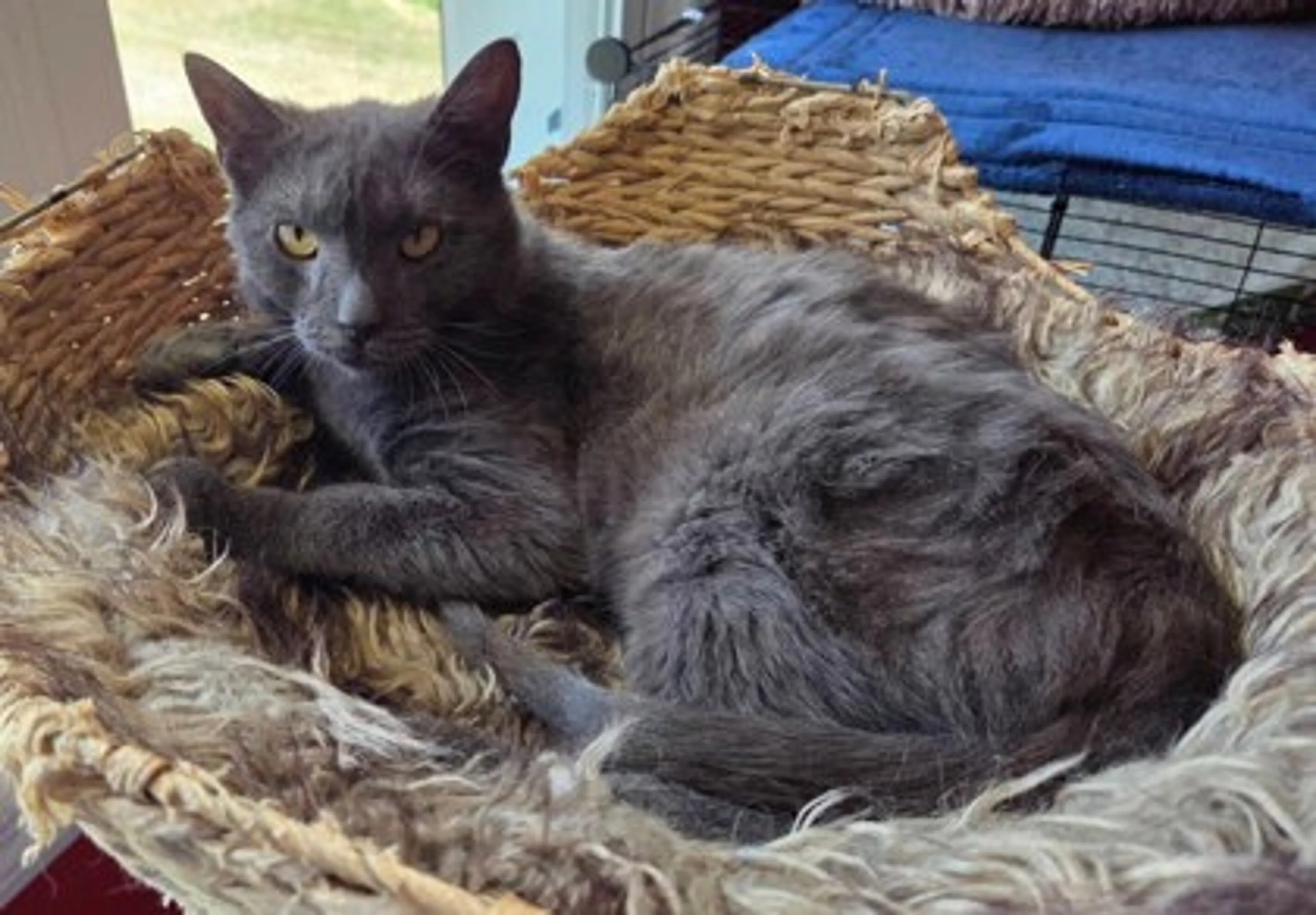 Found pet-2