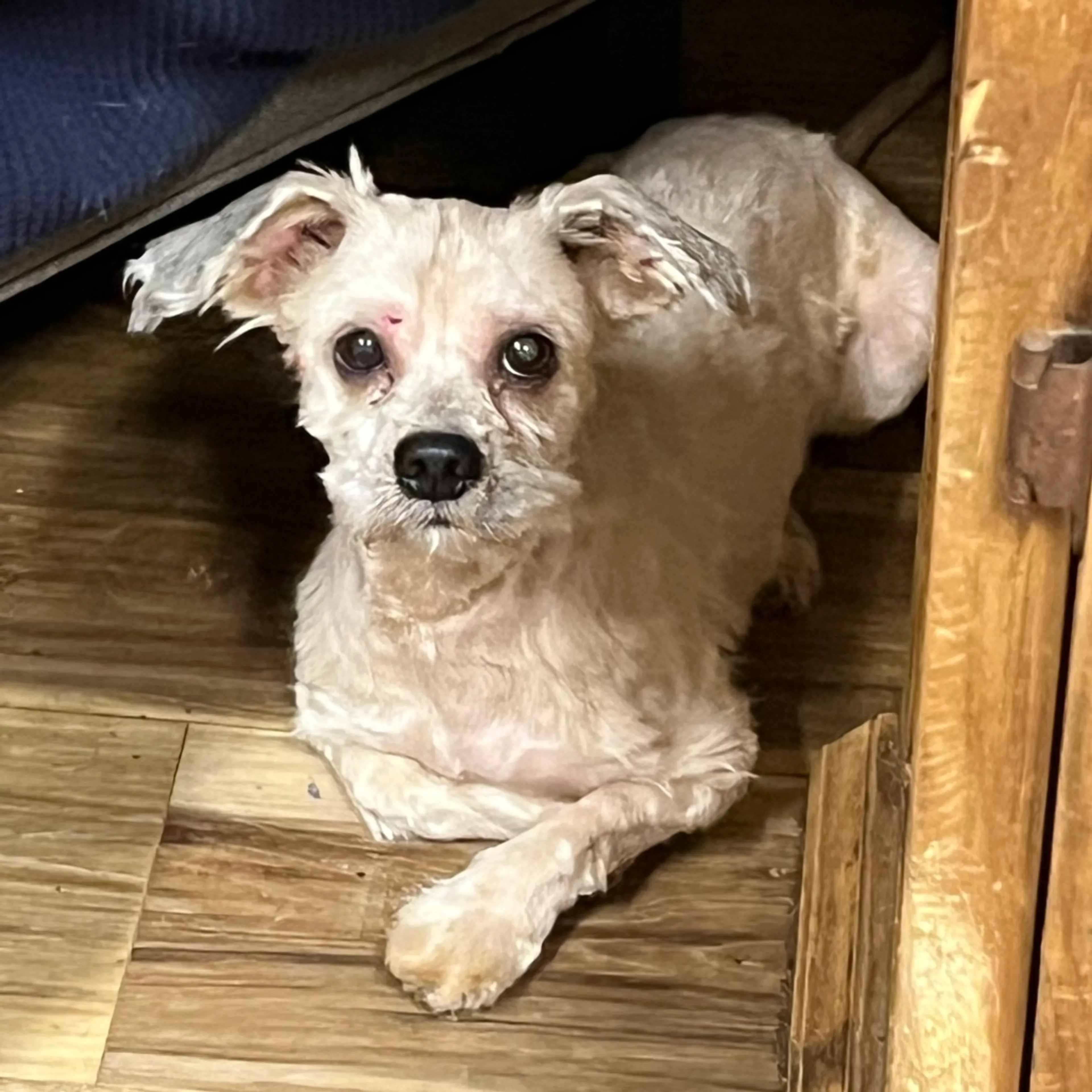Found pet-2