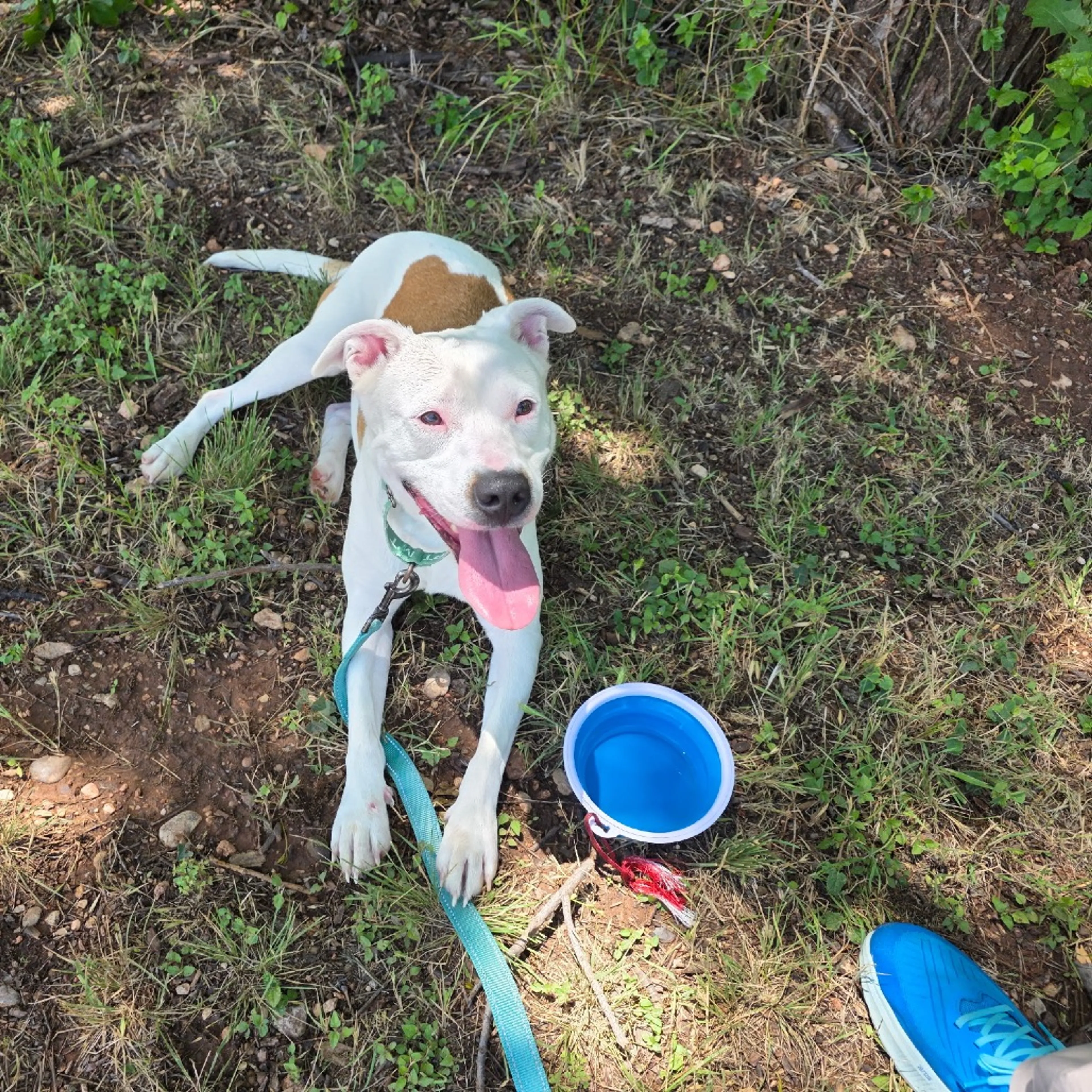 Found pet-3
