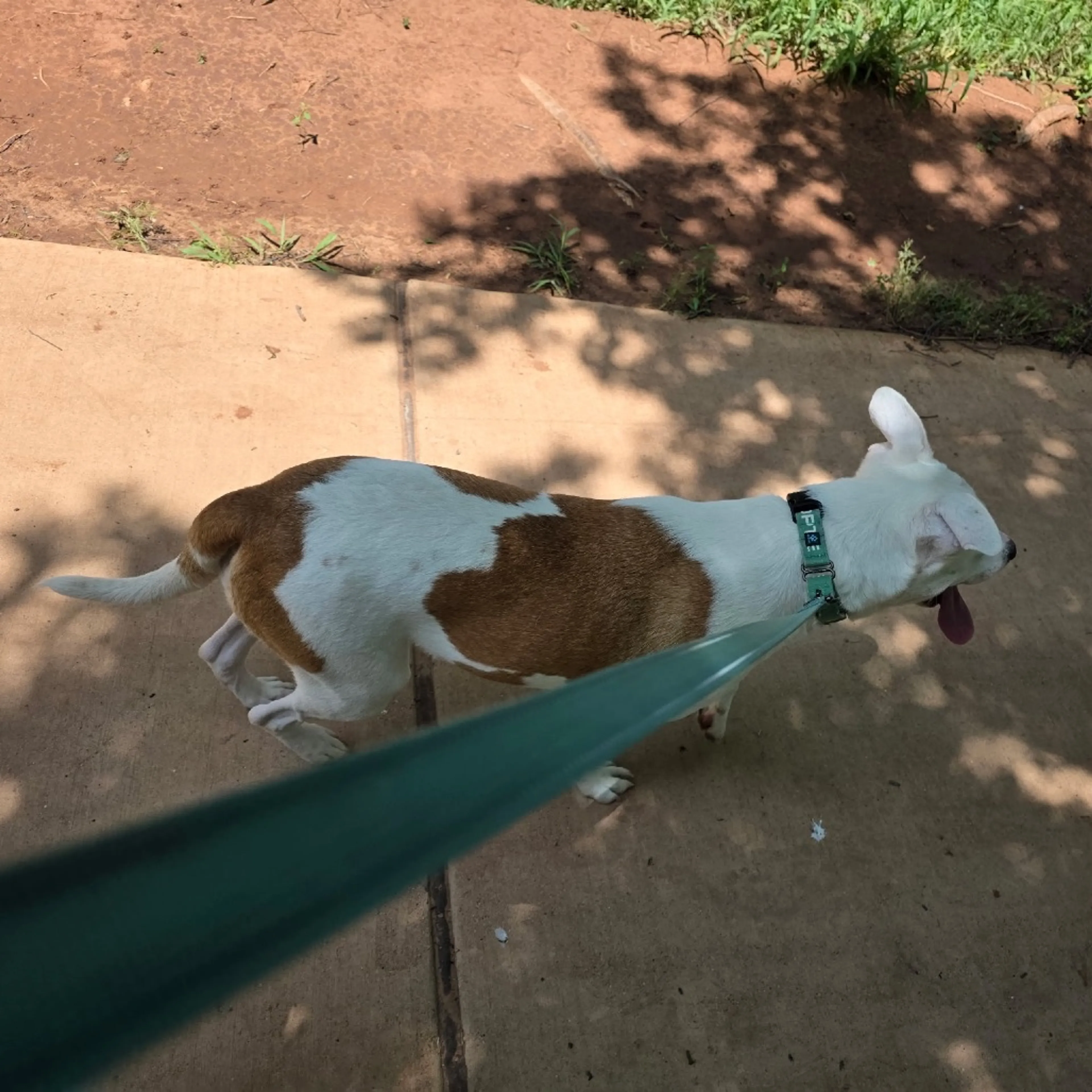 Found pet-8