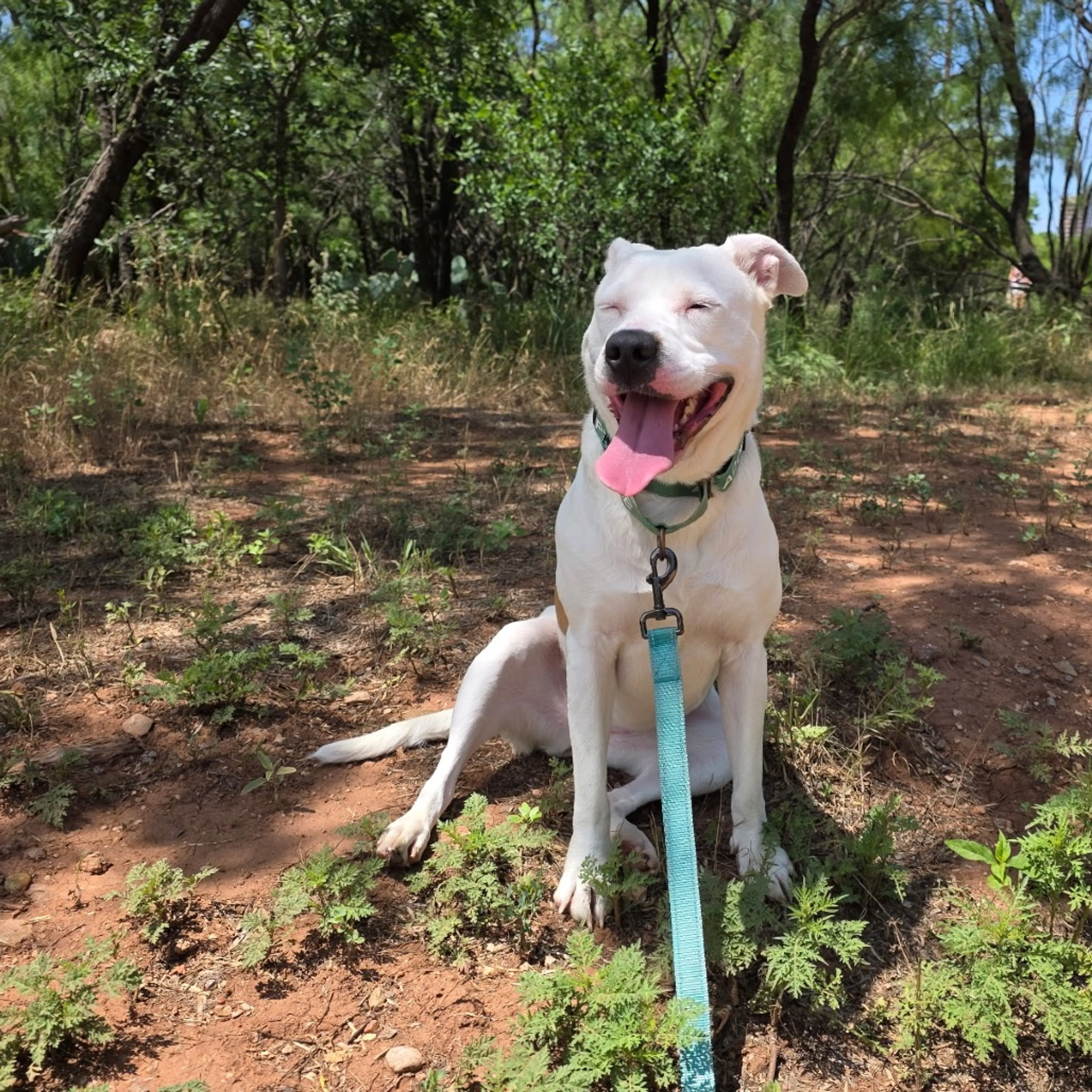 Found pet-5