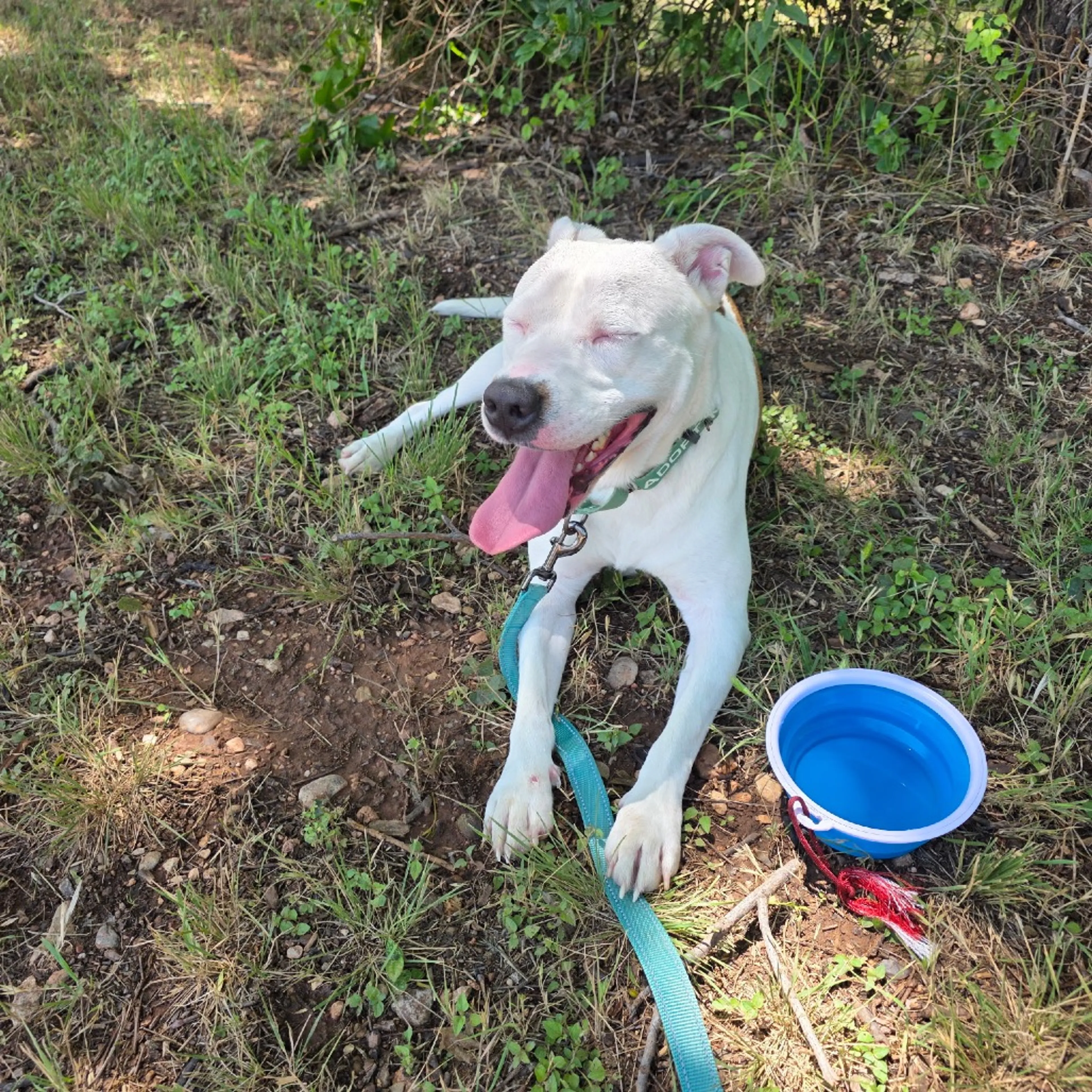 Found pet-2