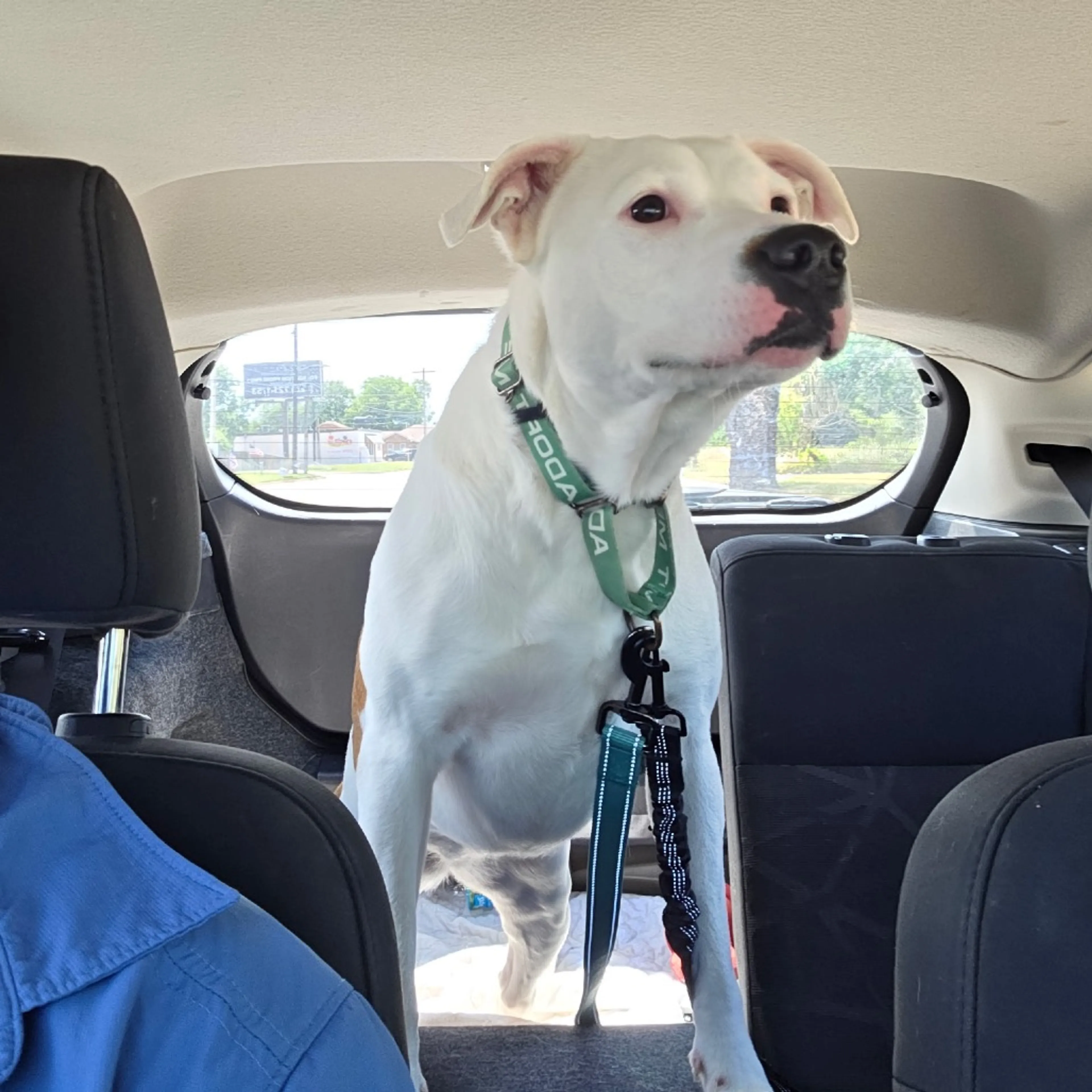 Found pet-11