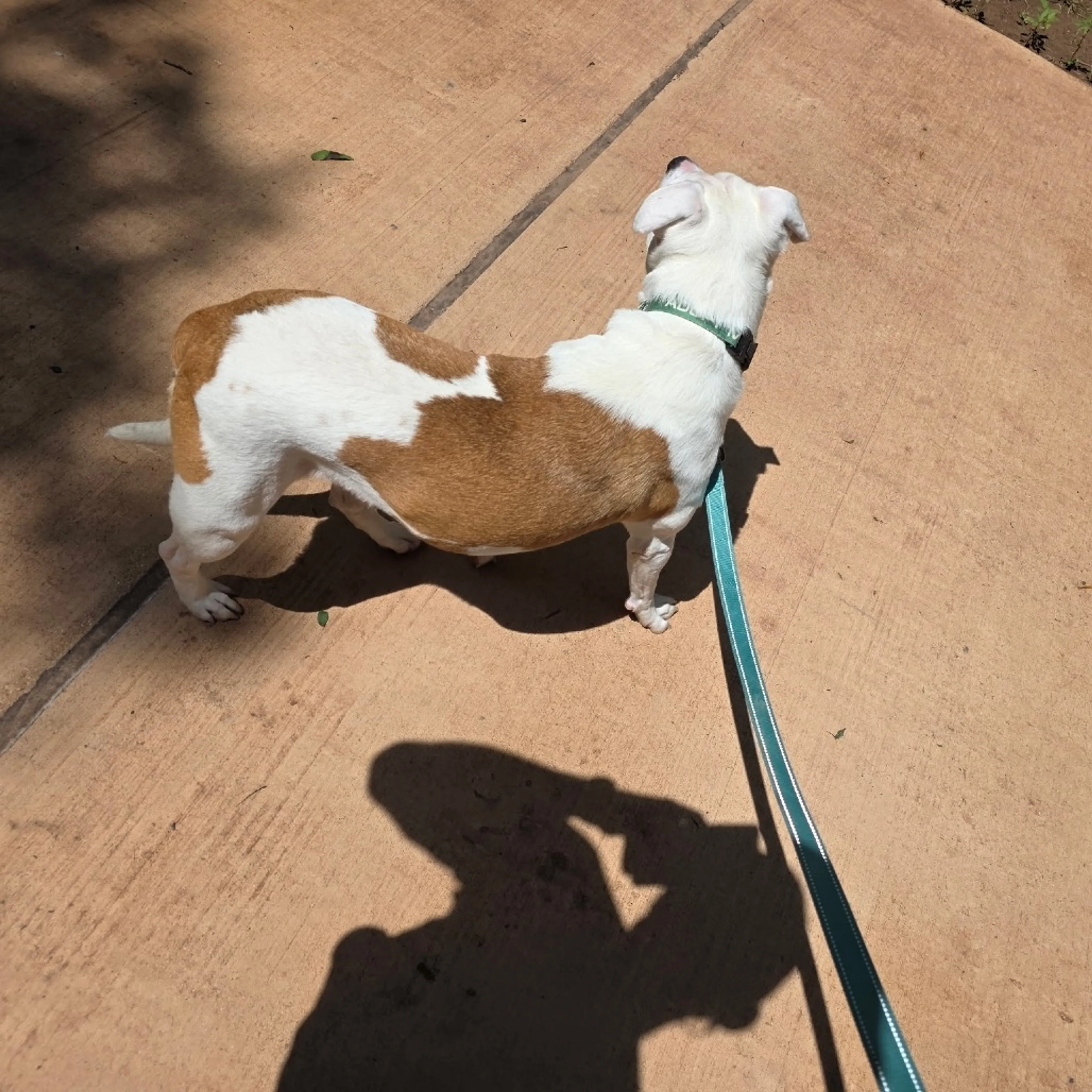 Found pet-9