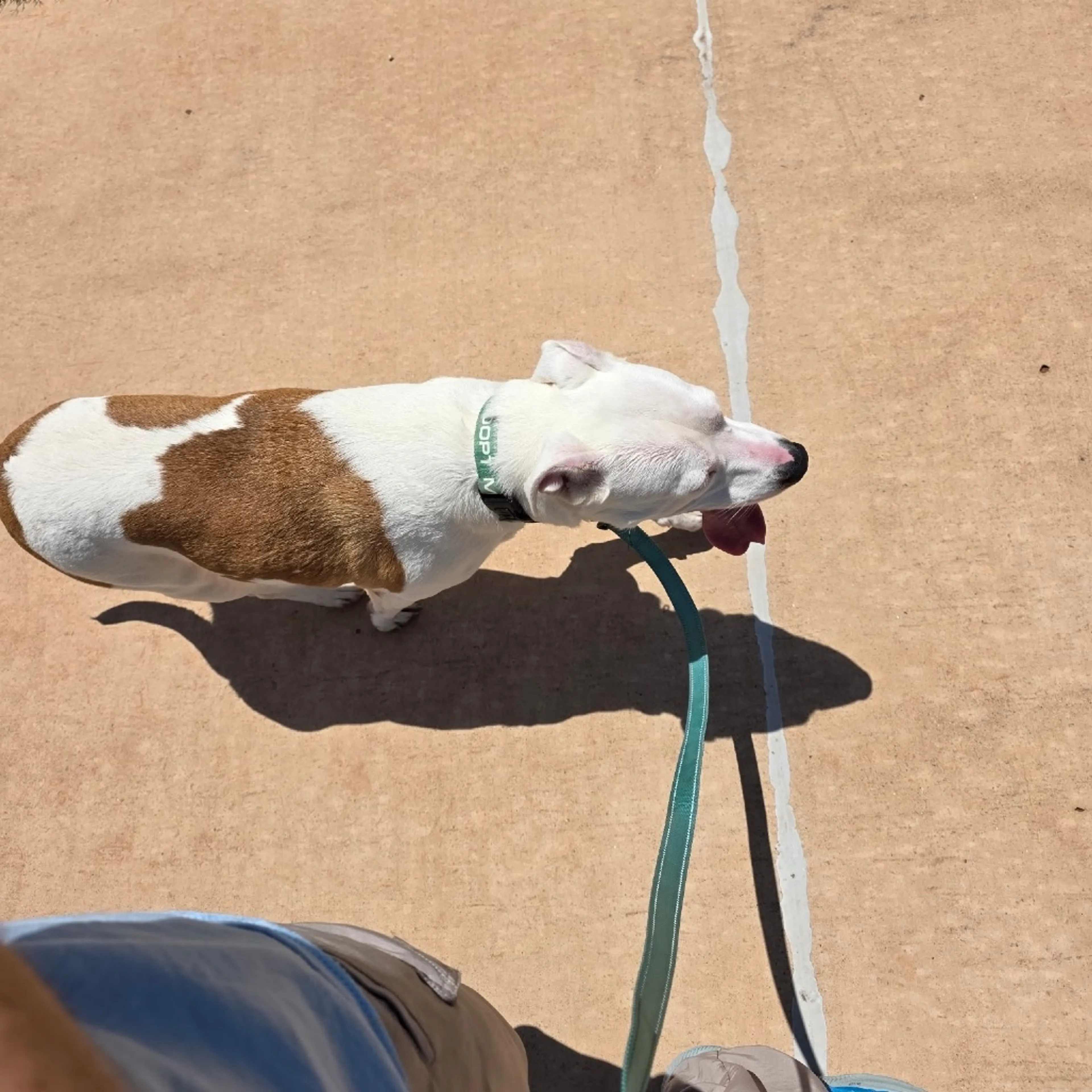 Found pet-4