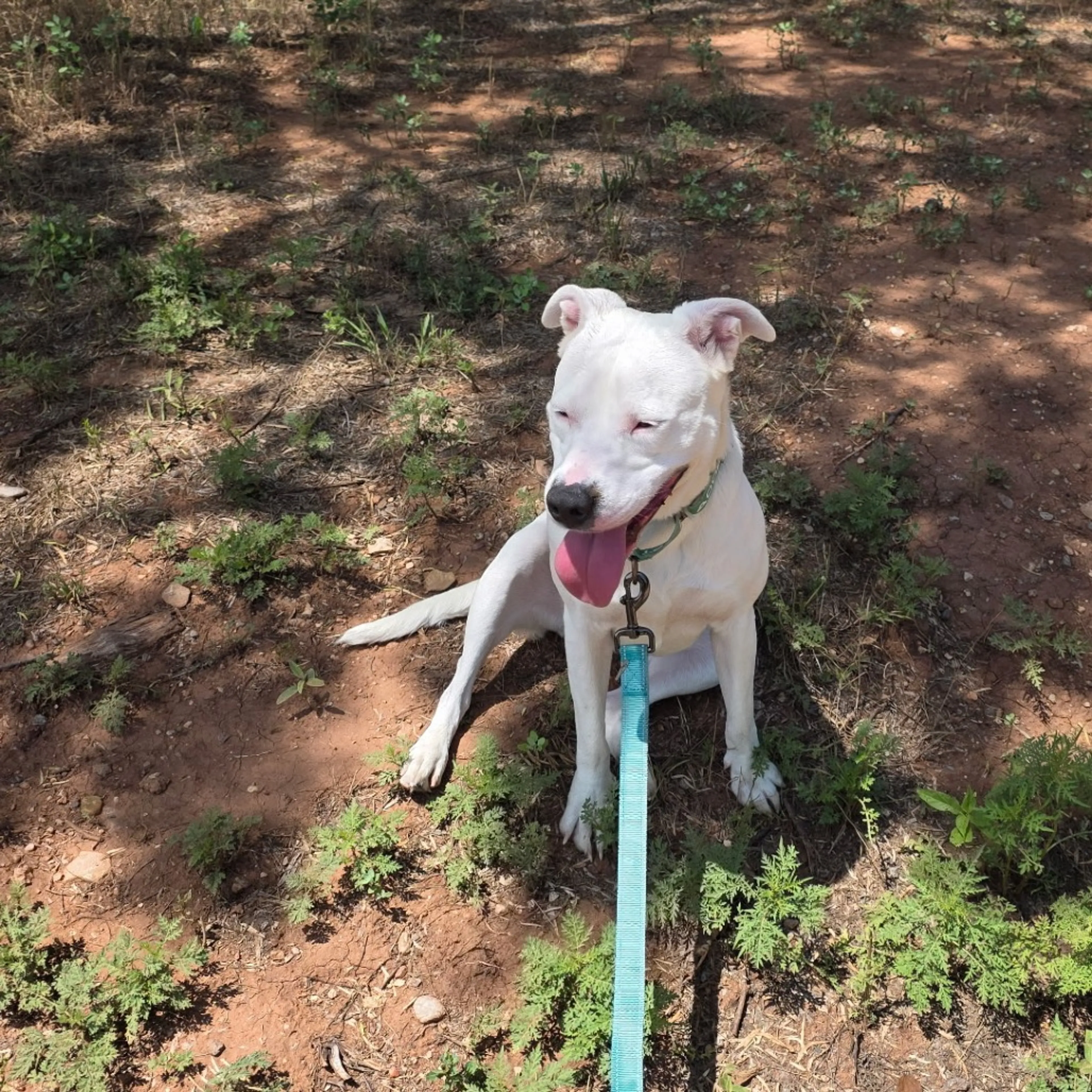 Found pet-6