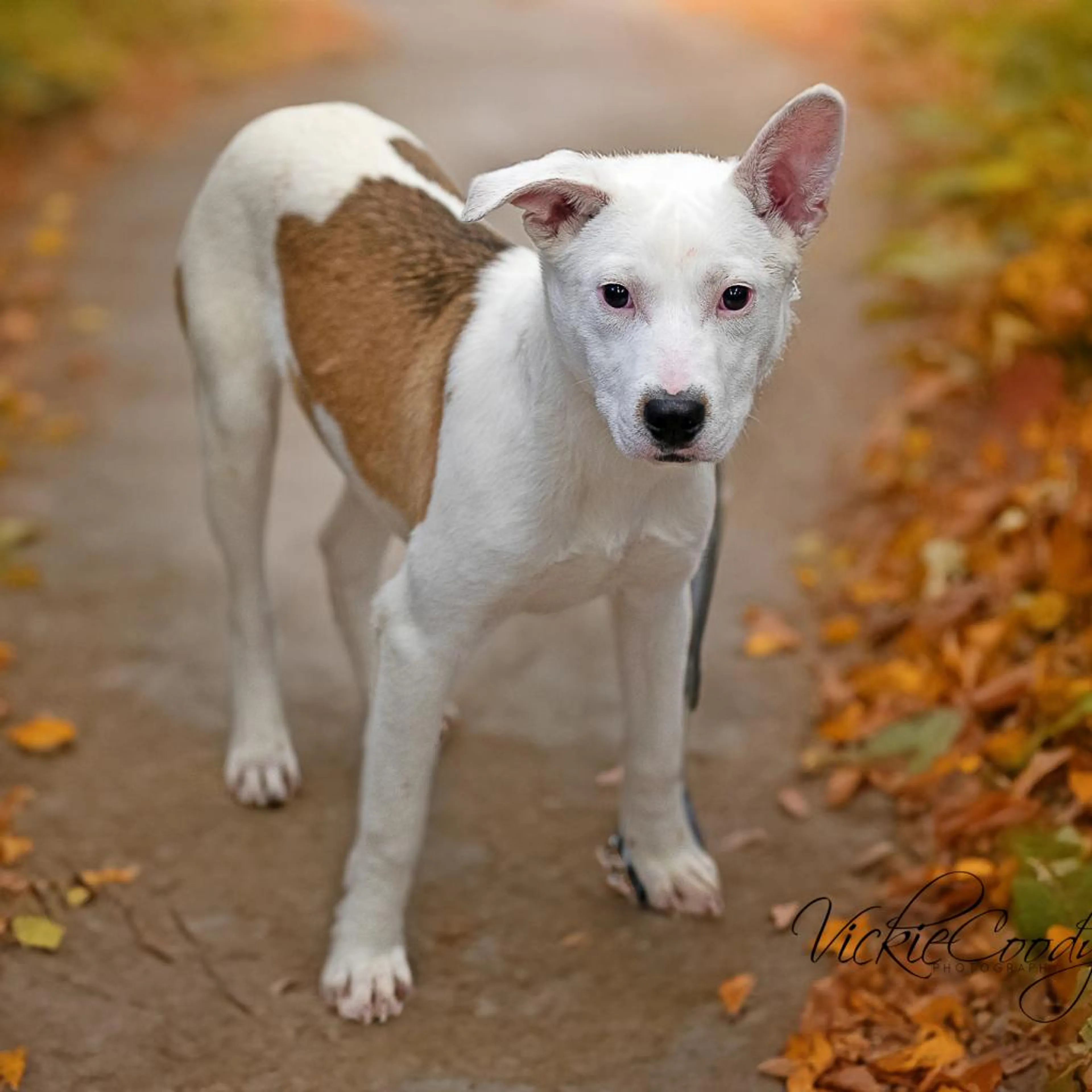 Found pet-1