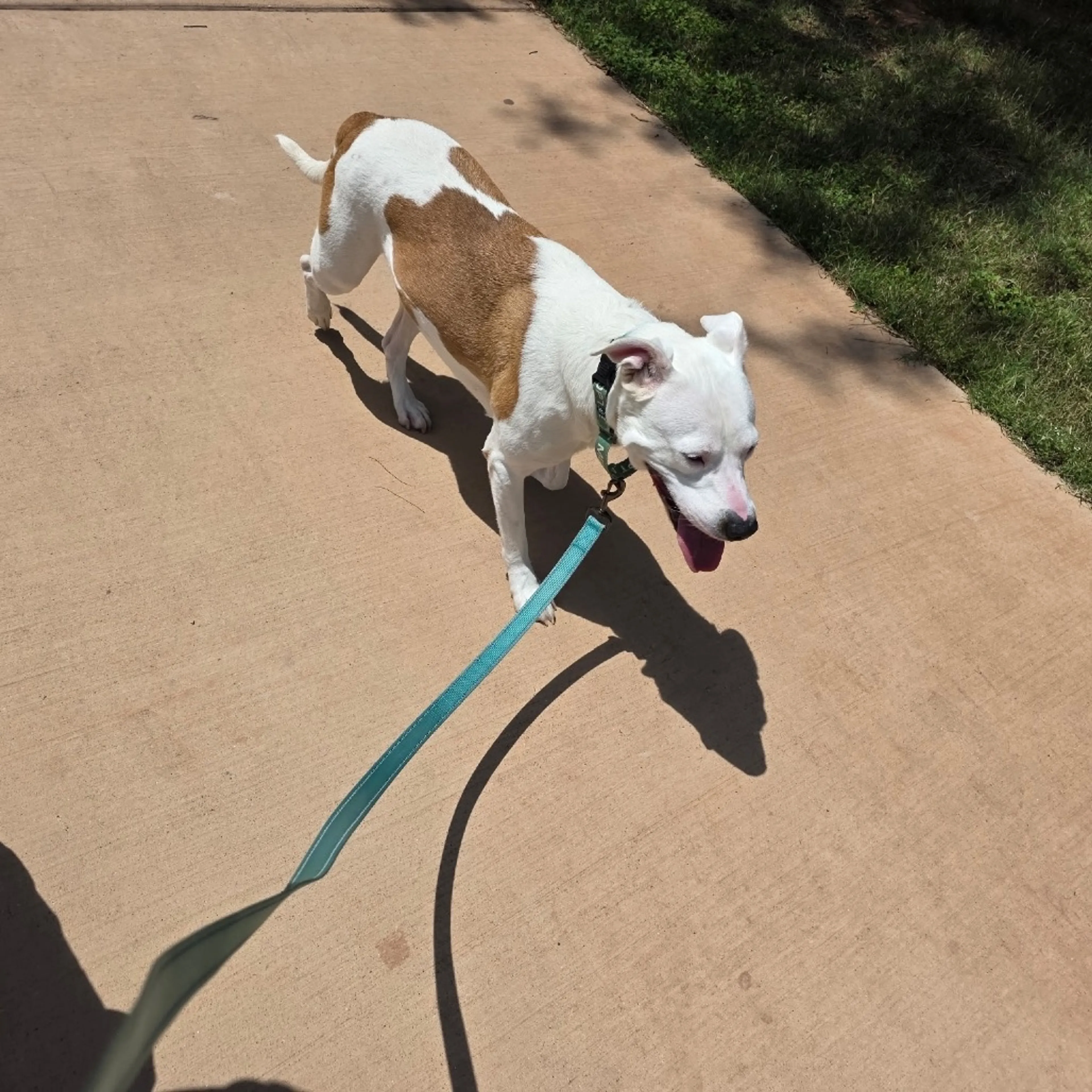 Found pet-7