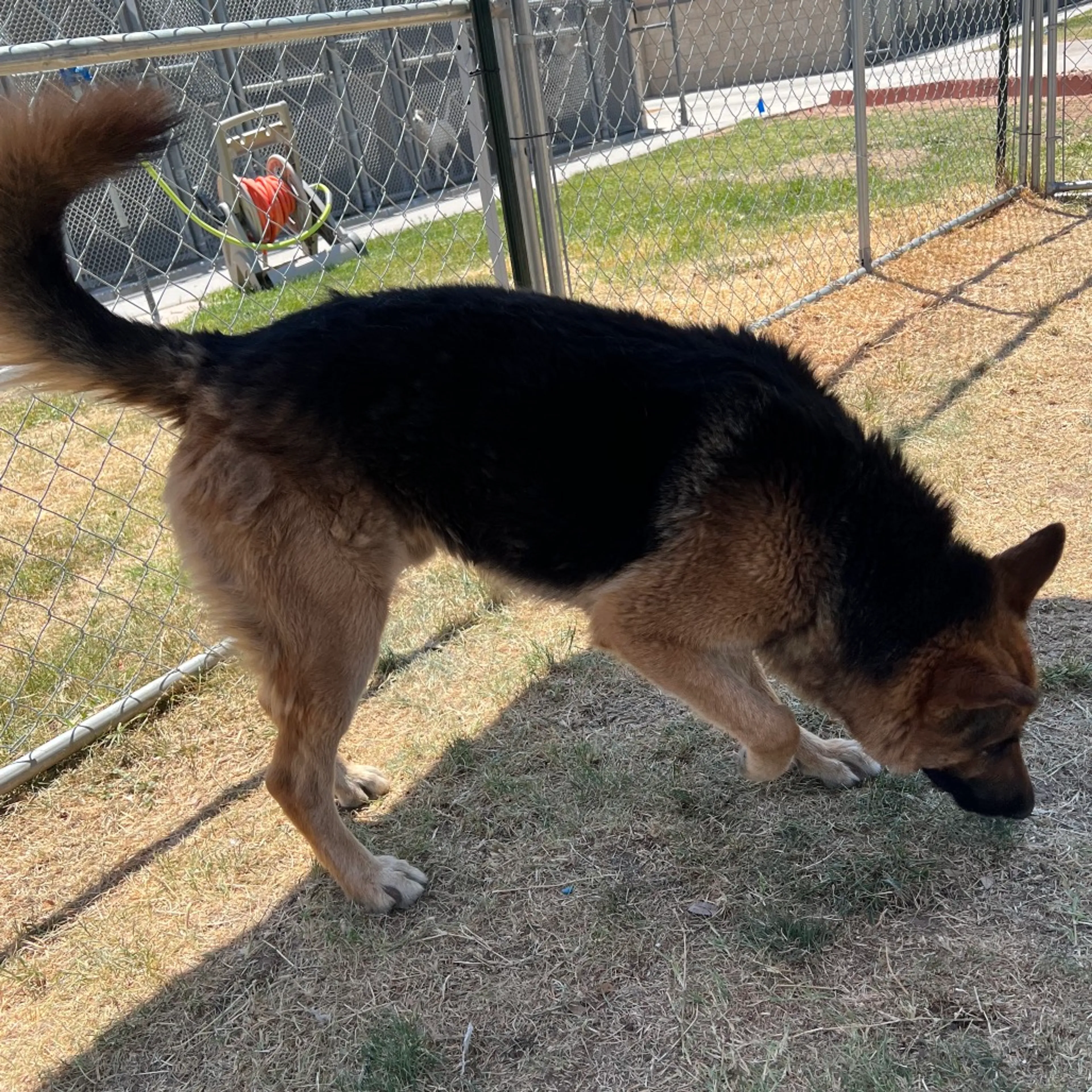 Found pet-6