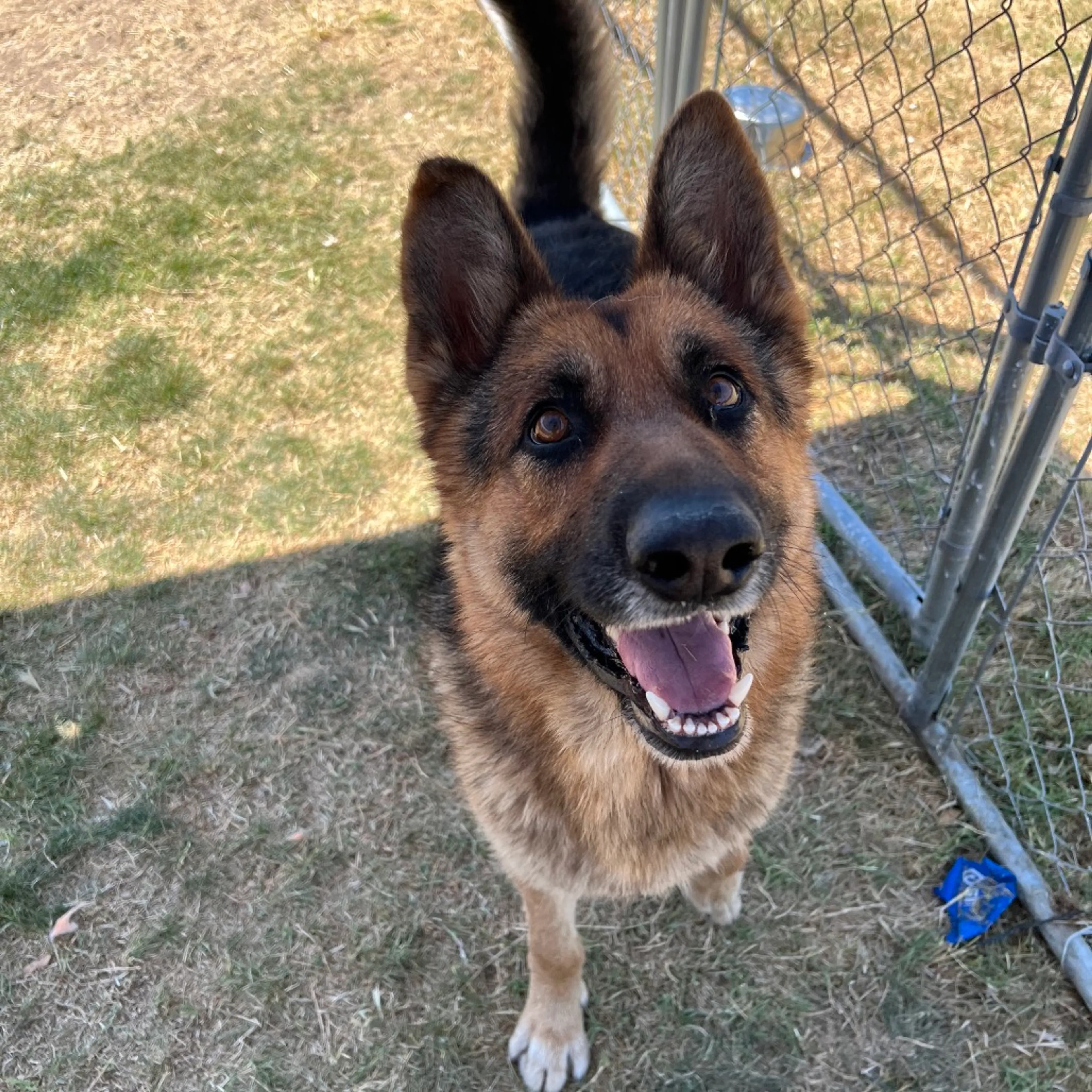 Found pet-7