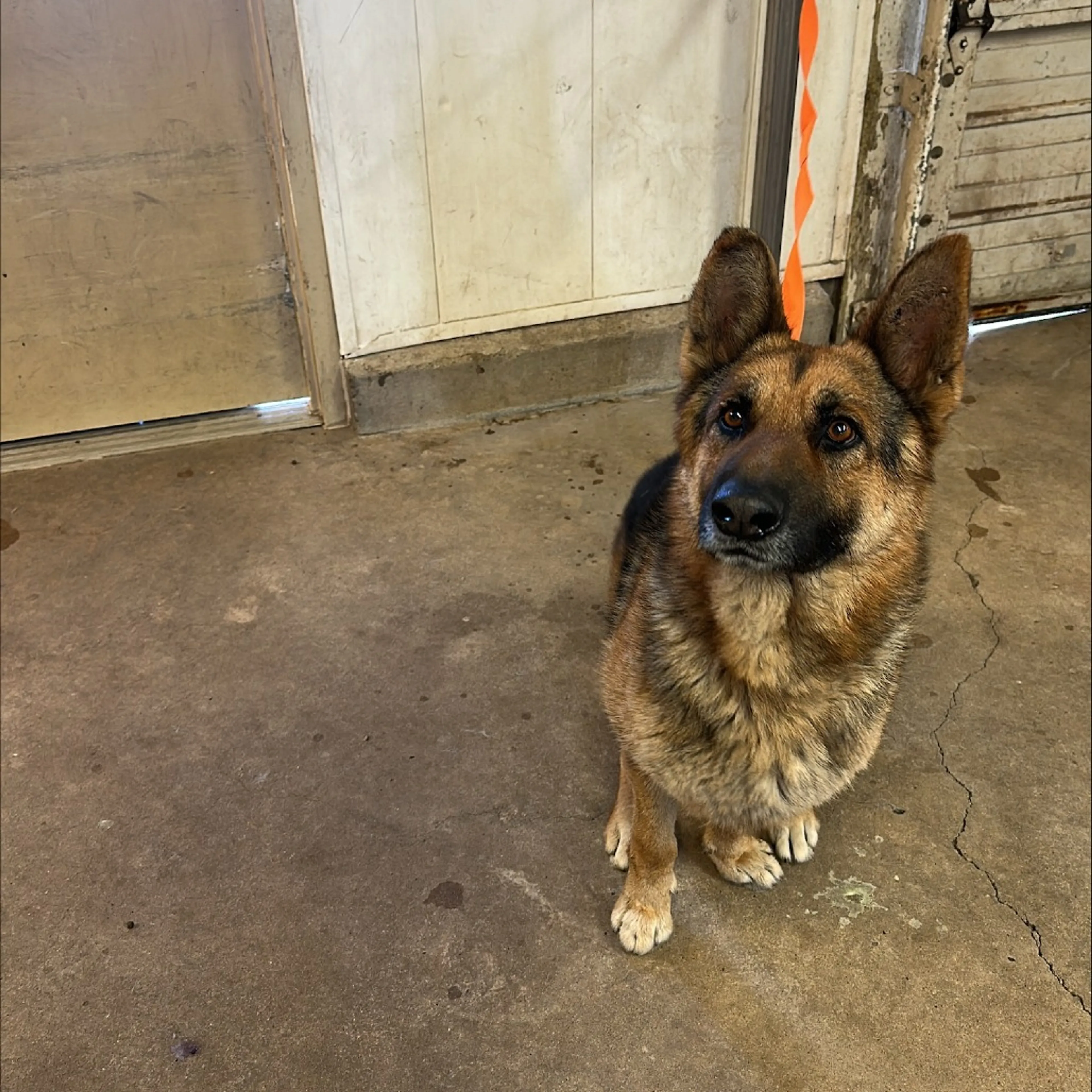 Found pet-1