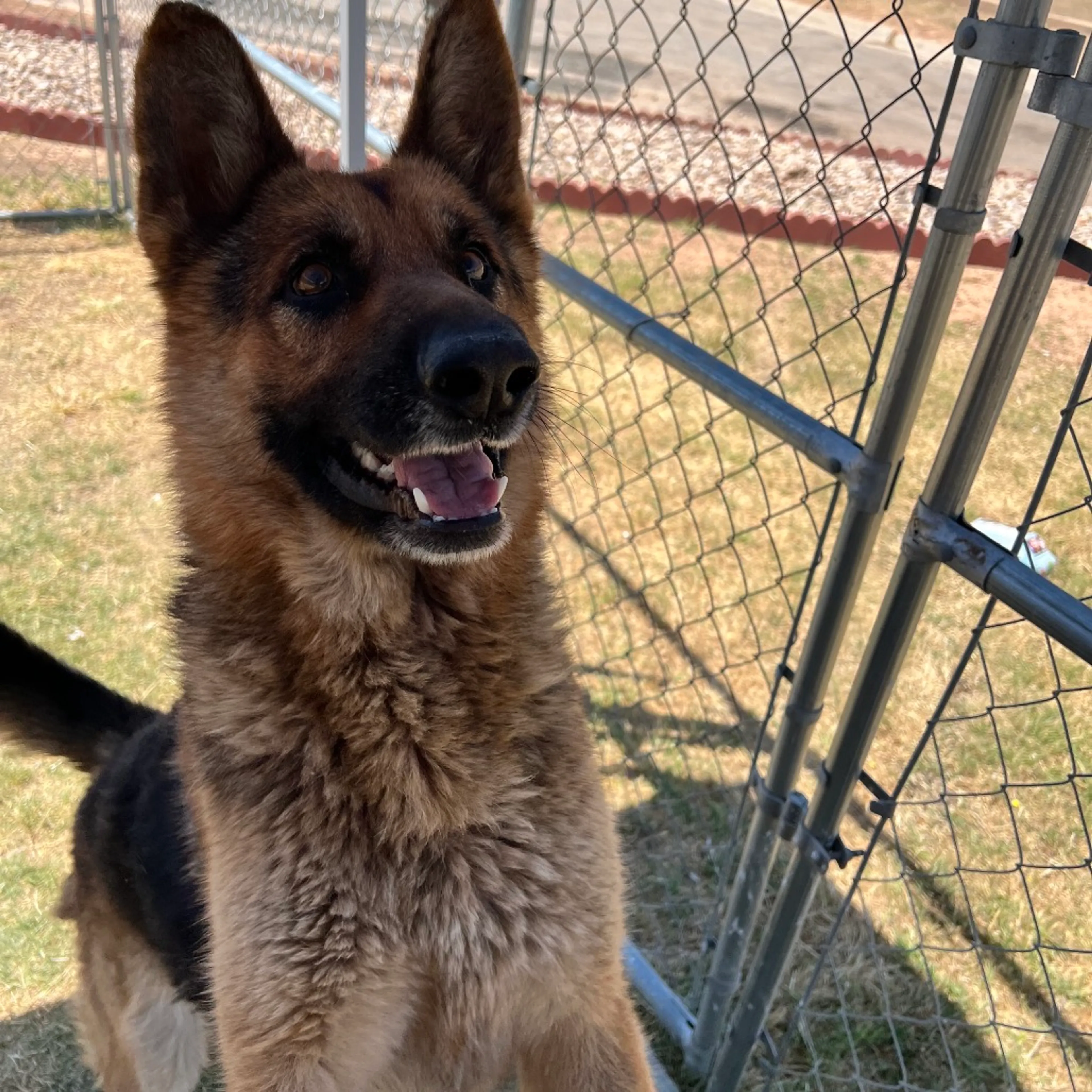 Found pet-3