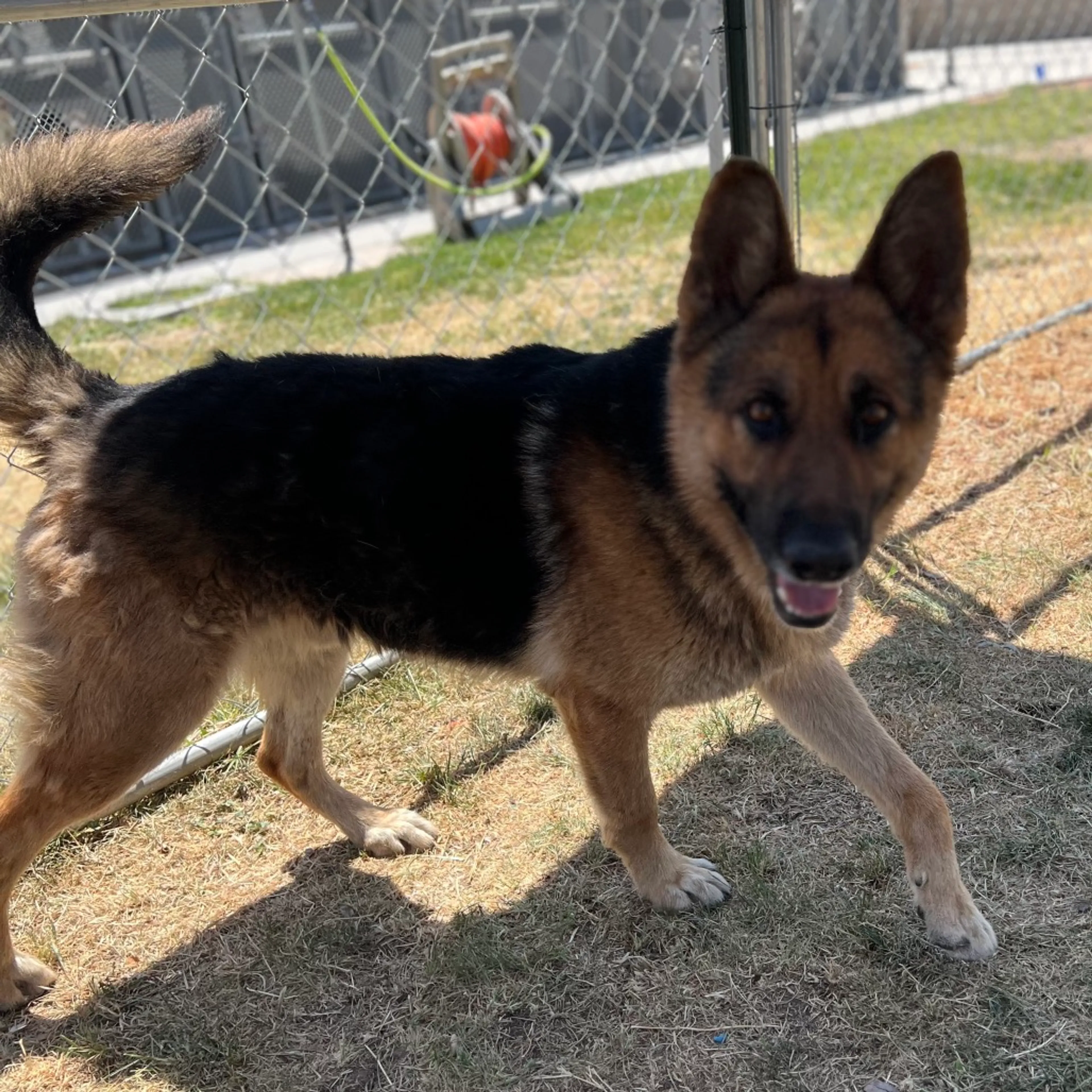 Found pet-5