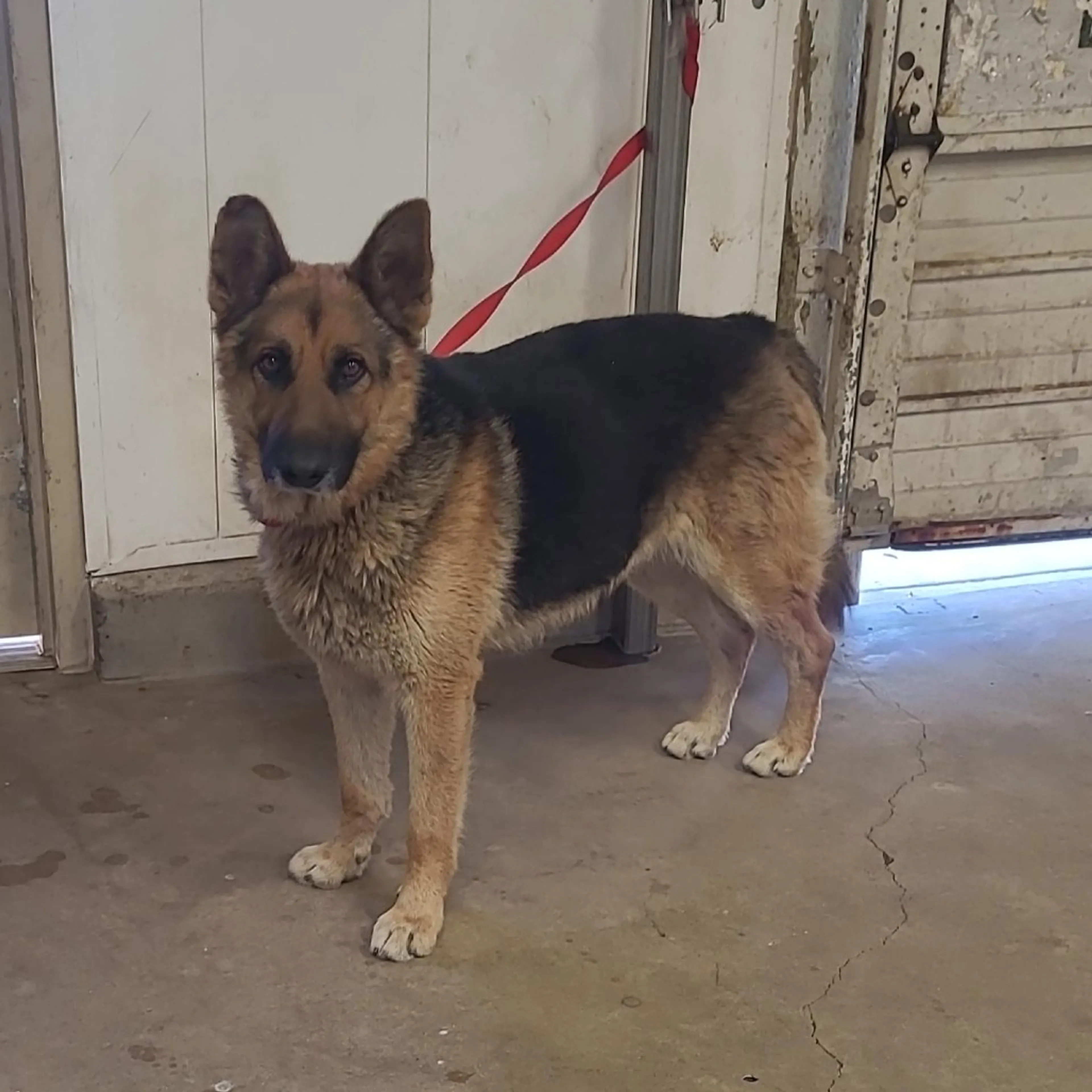Found pet-2