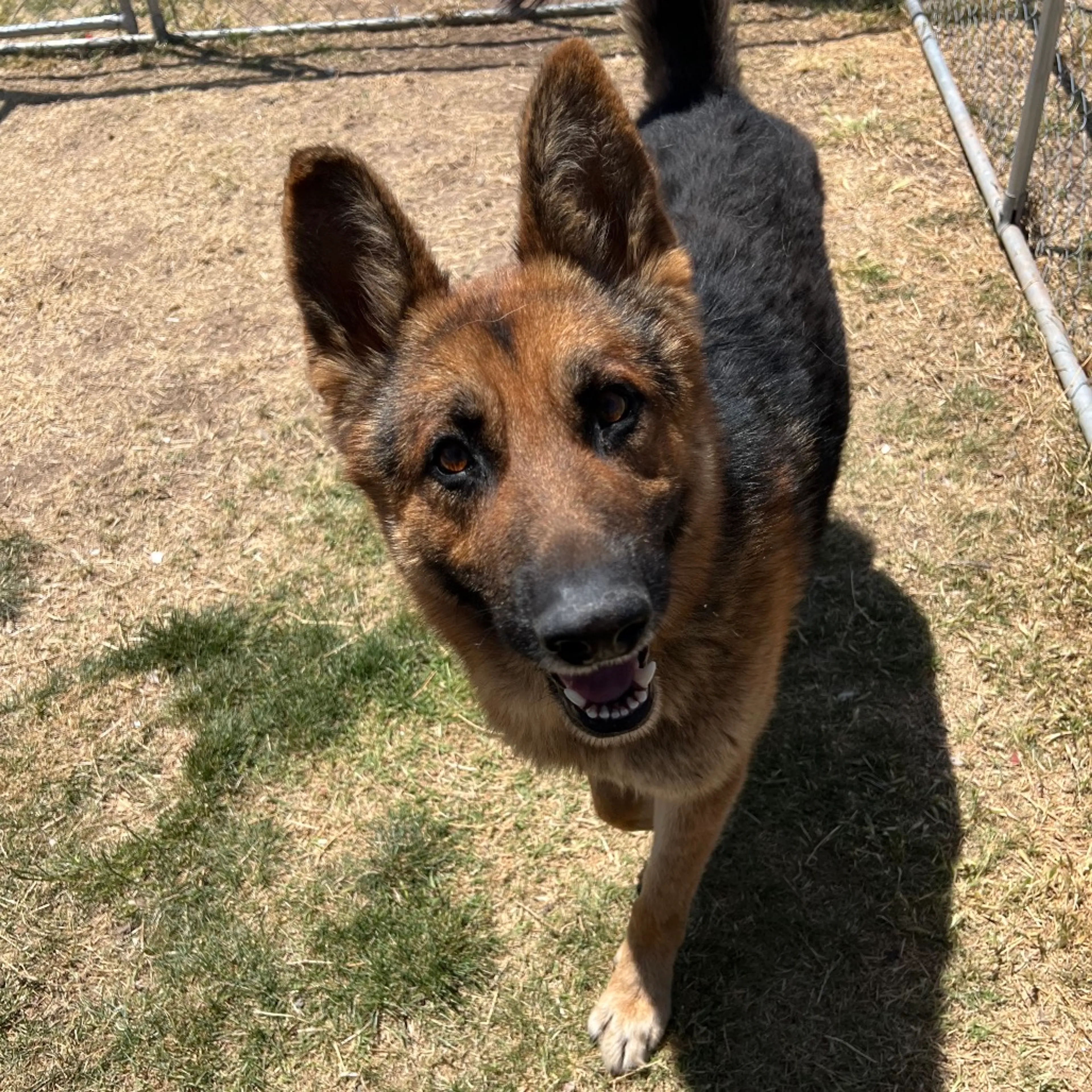Found pet-4