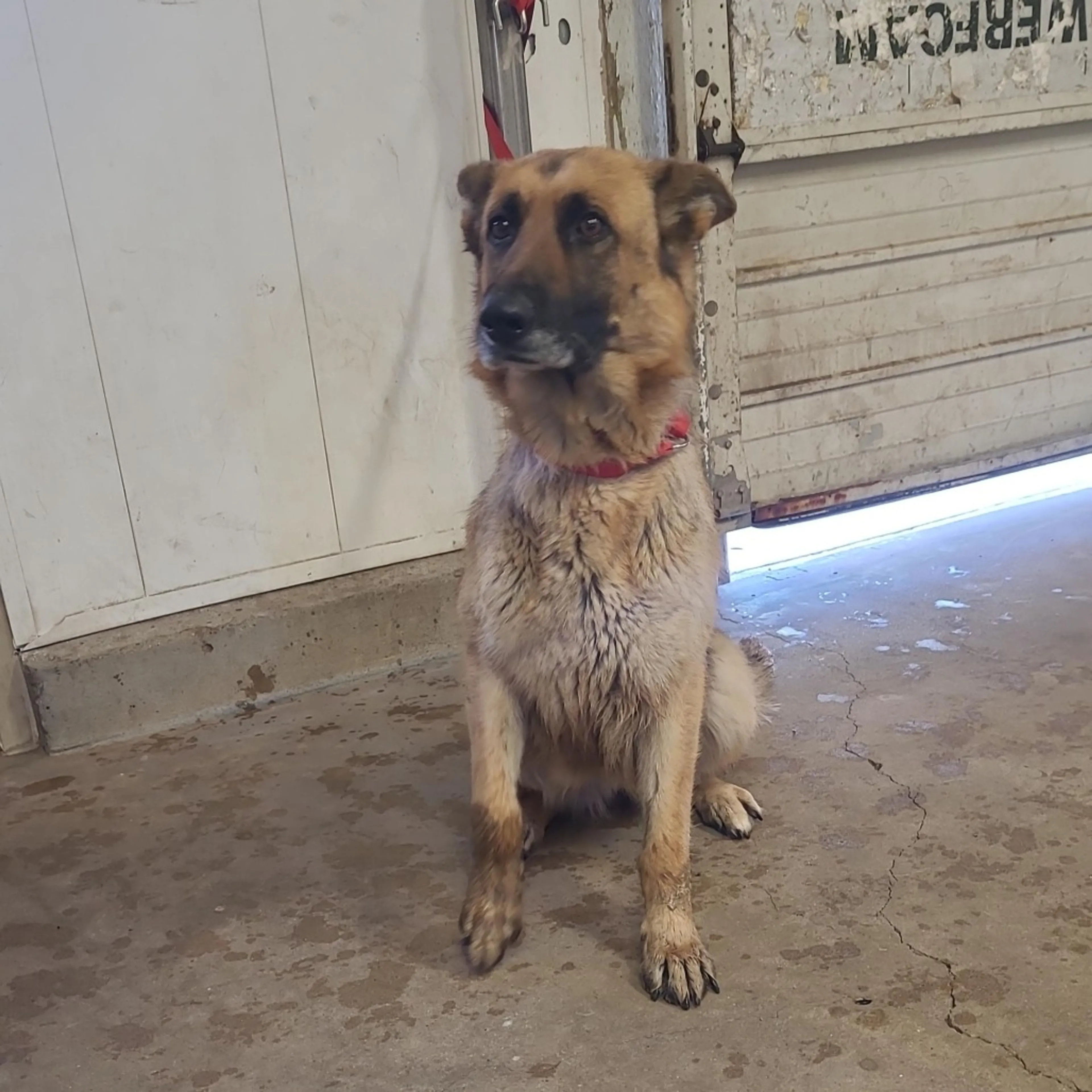 Found pet-2