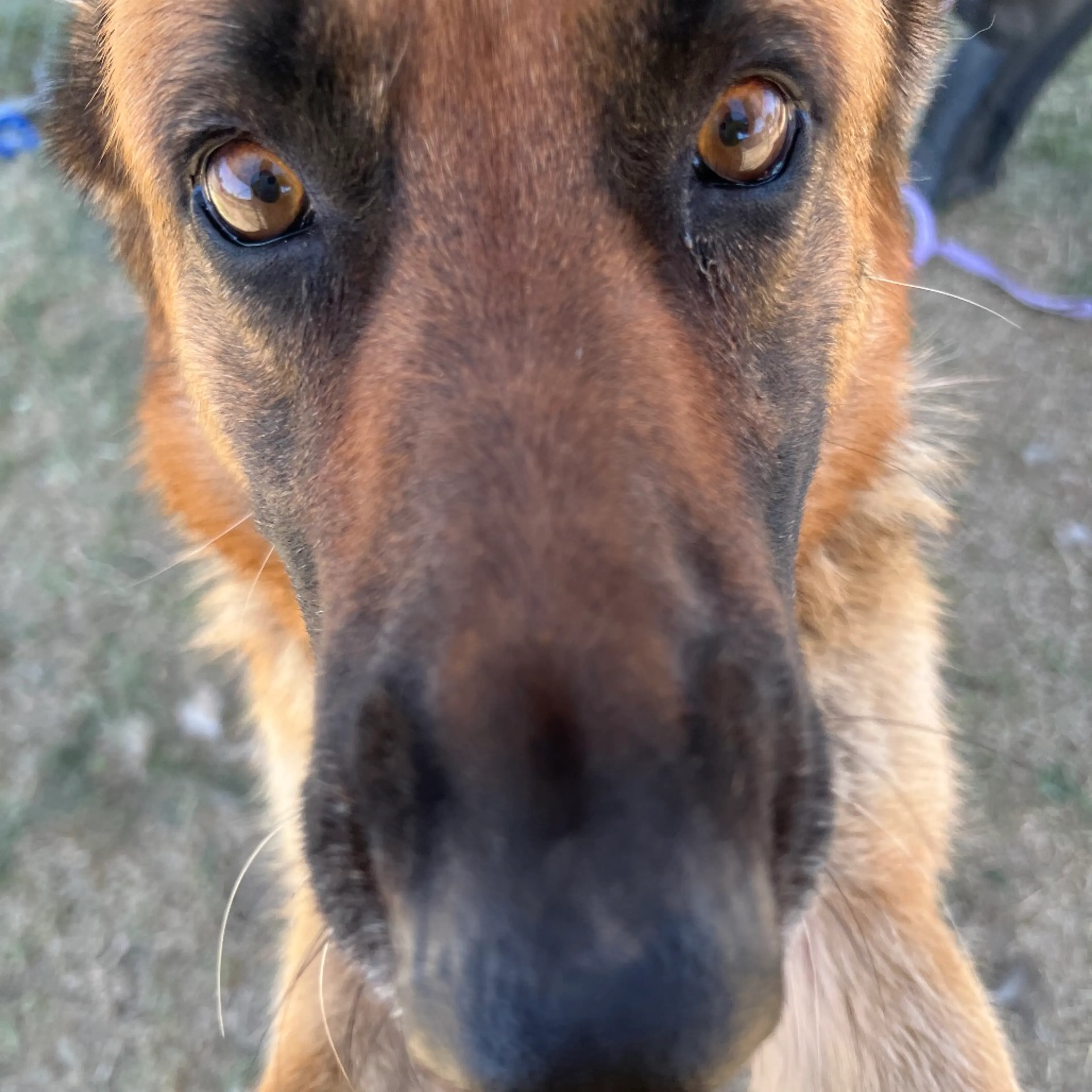 Found pet-4