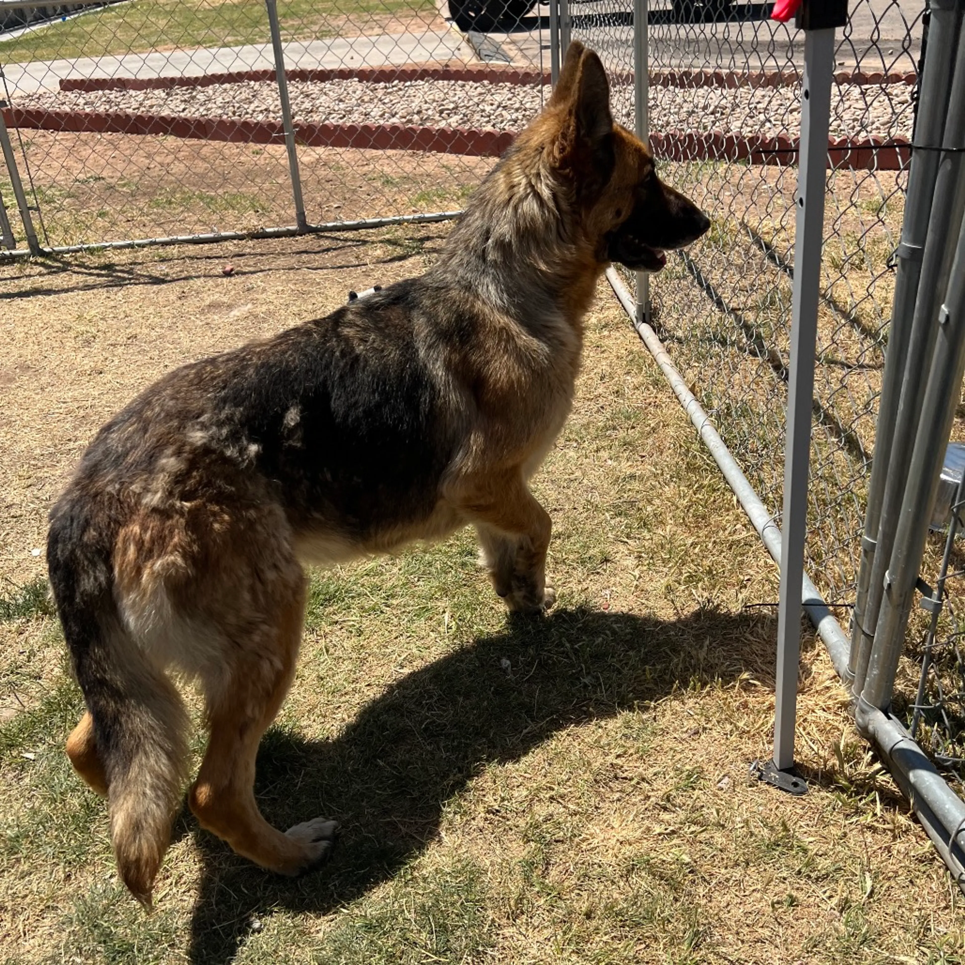 Found pet-3