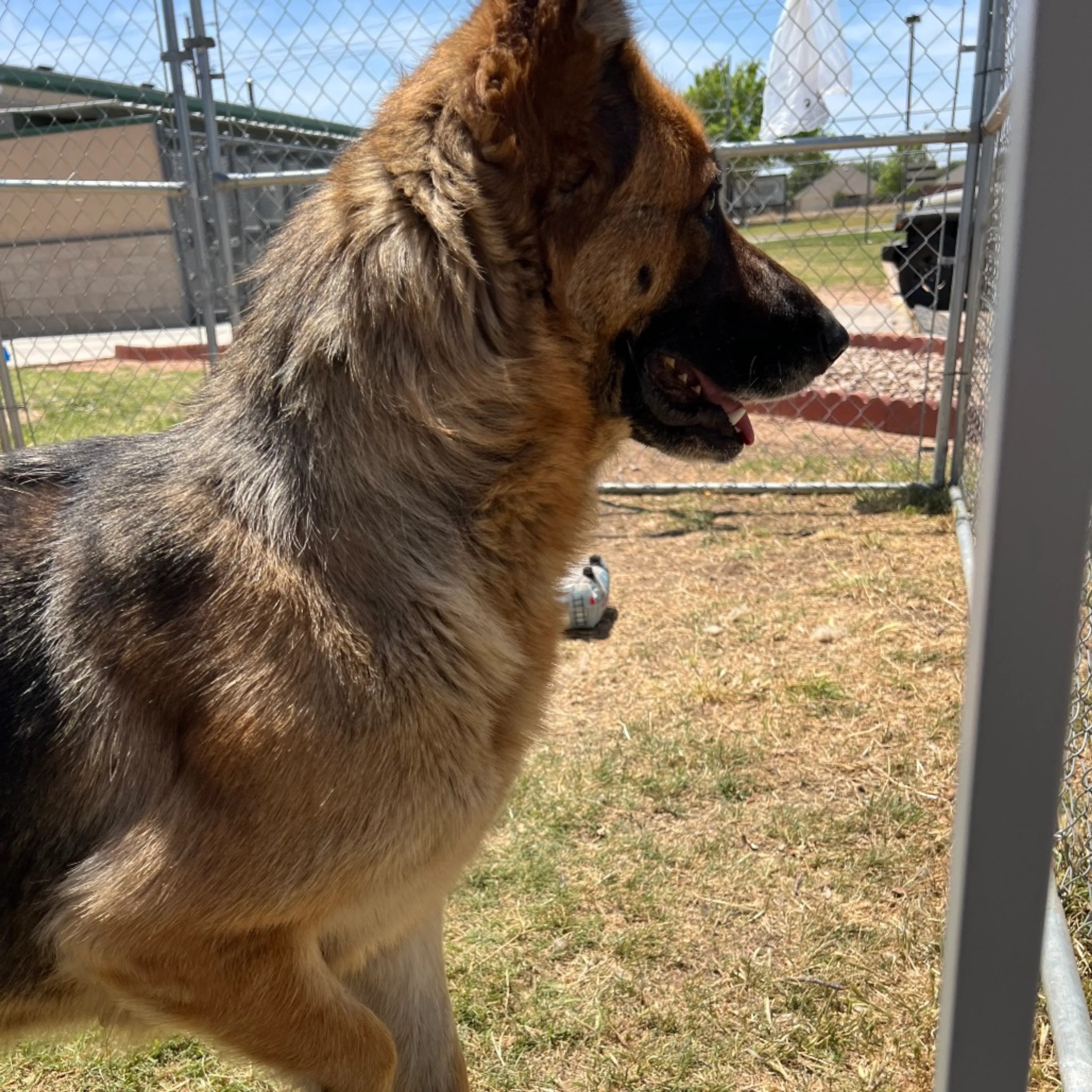 Found pet-5