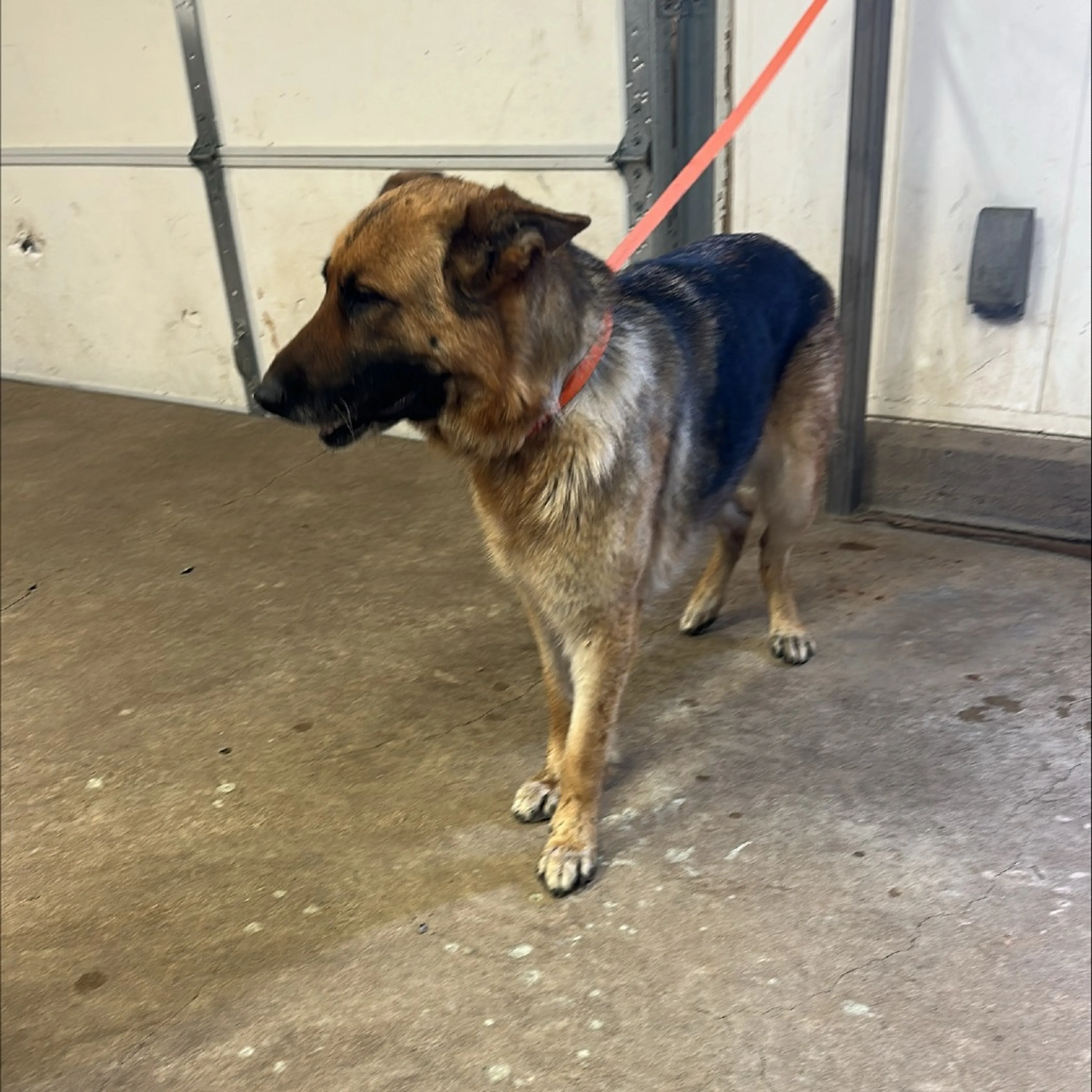Found pet-1