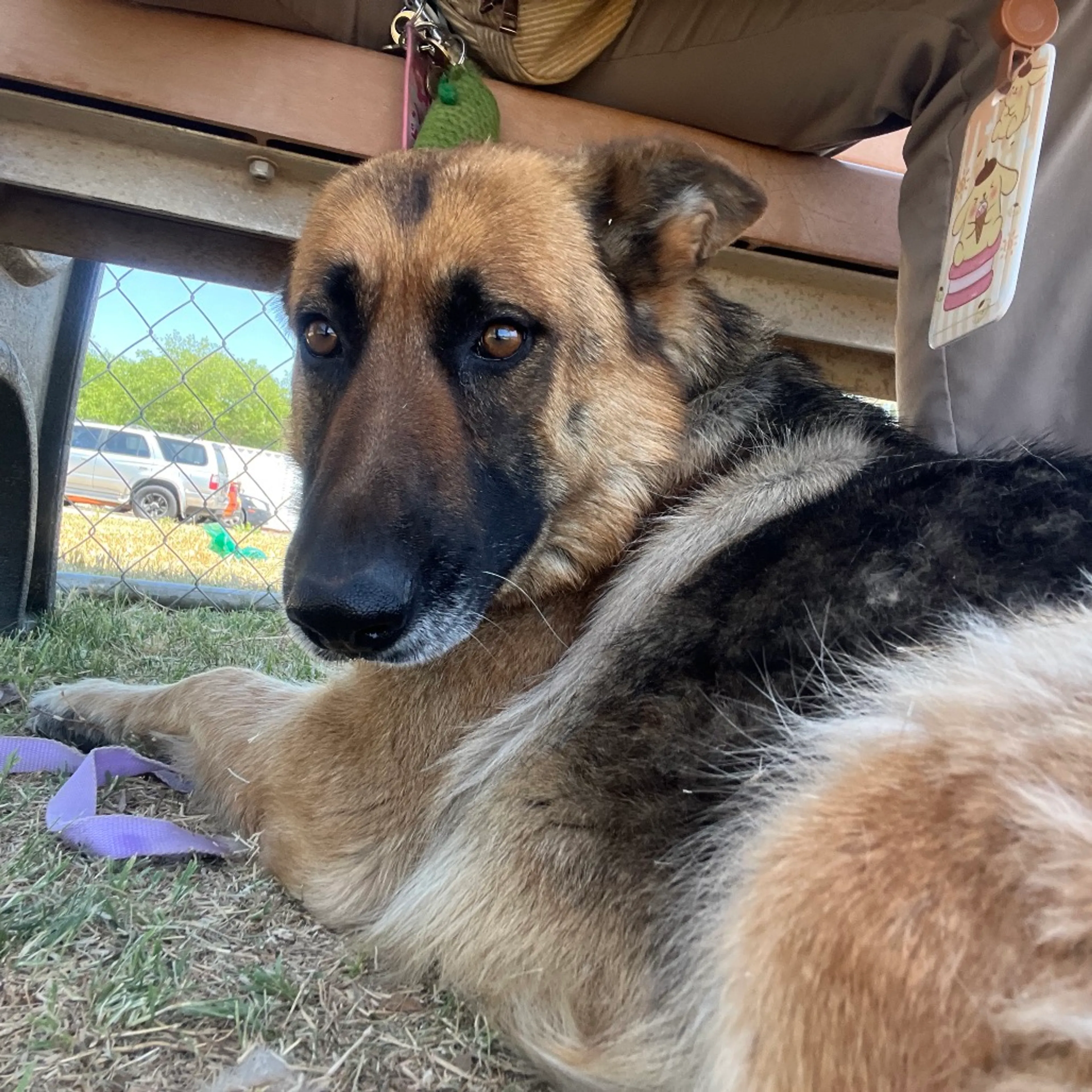 Found pet-6
