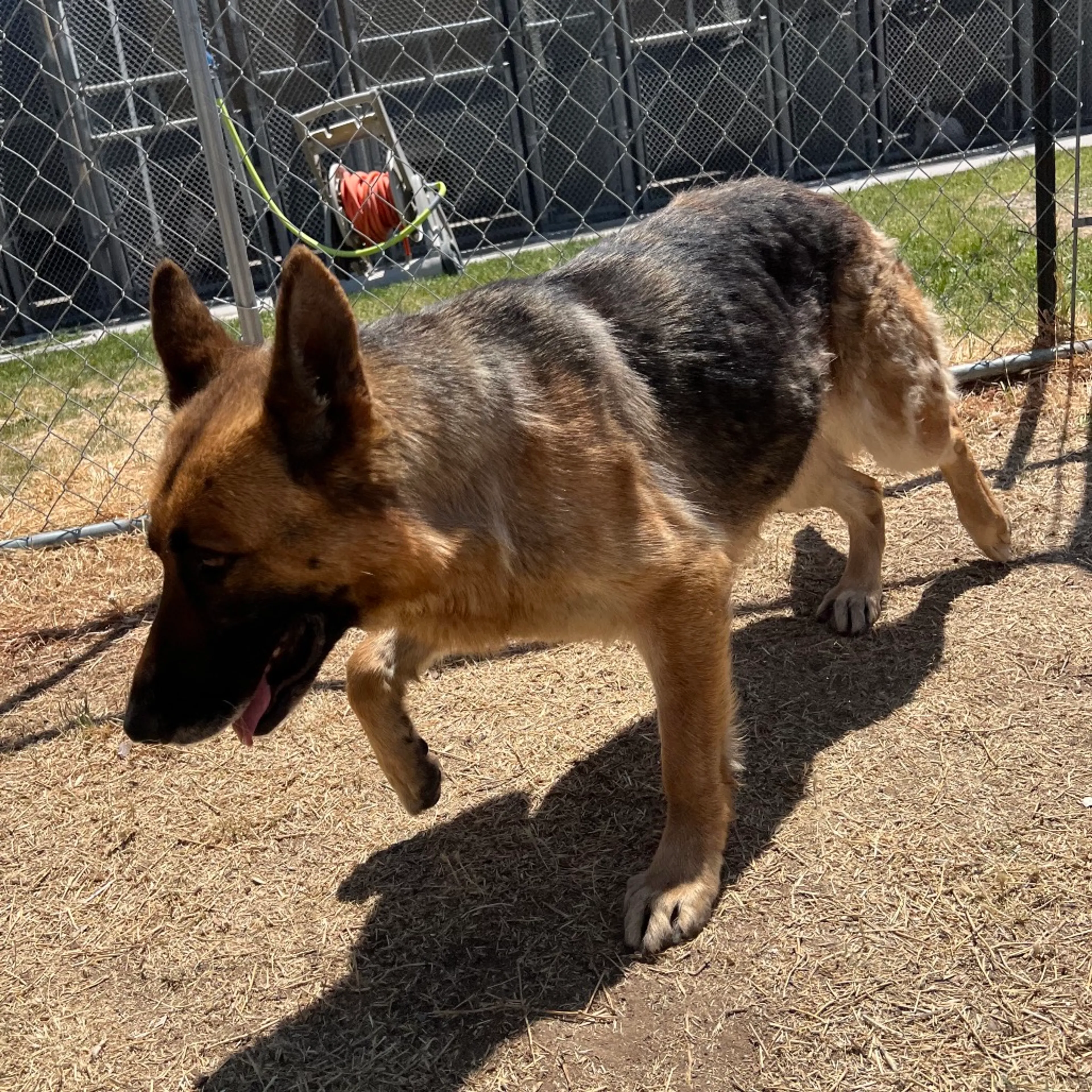 Found pet-8