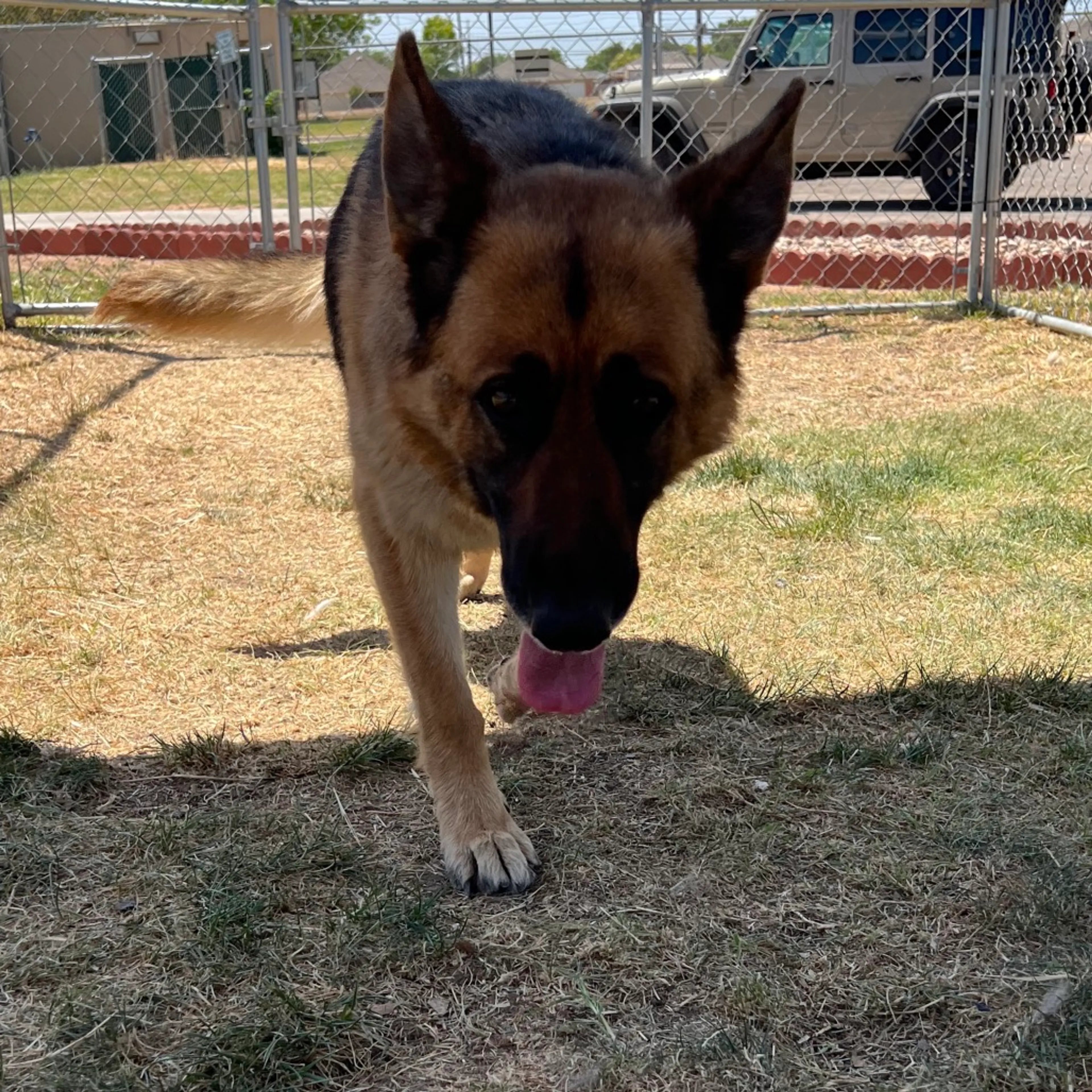 Found pet-7