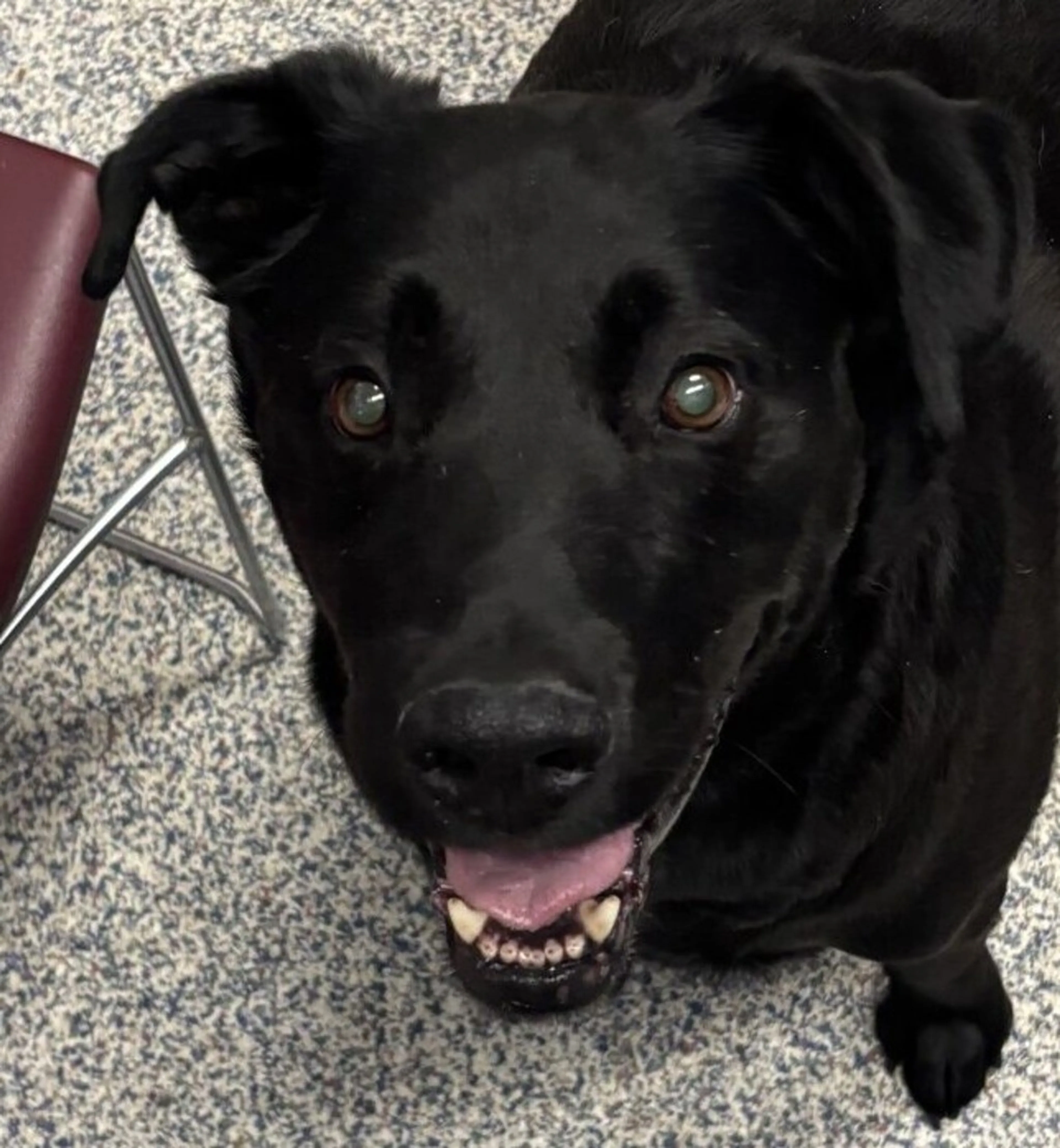 Found pet-2