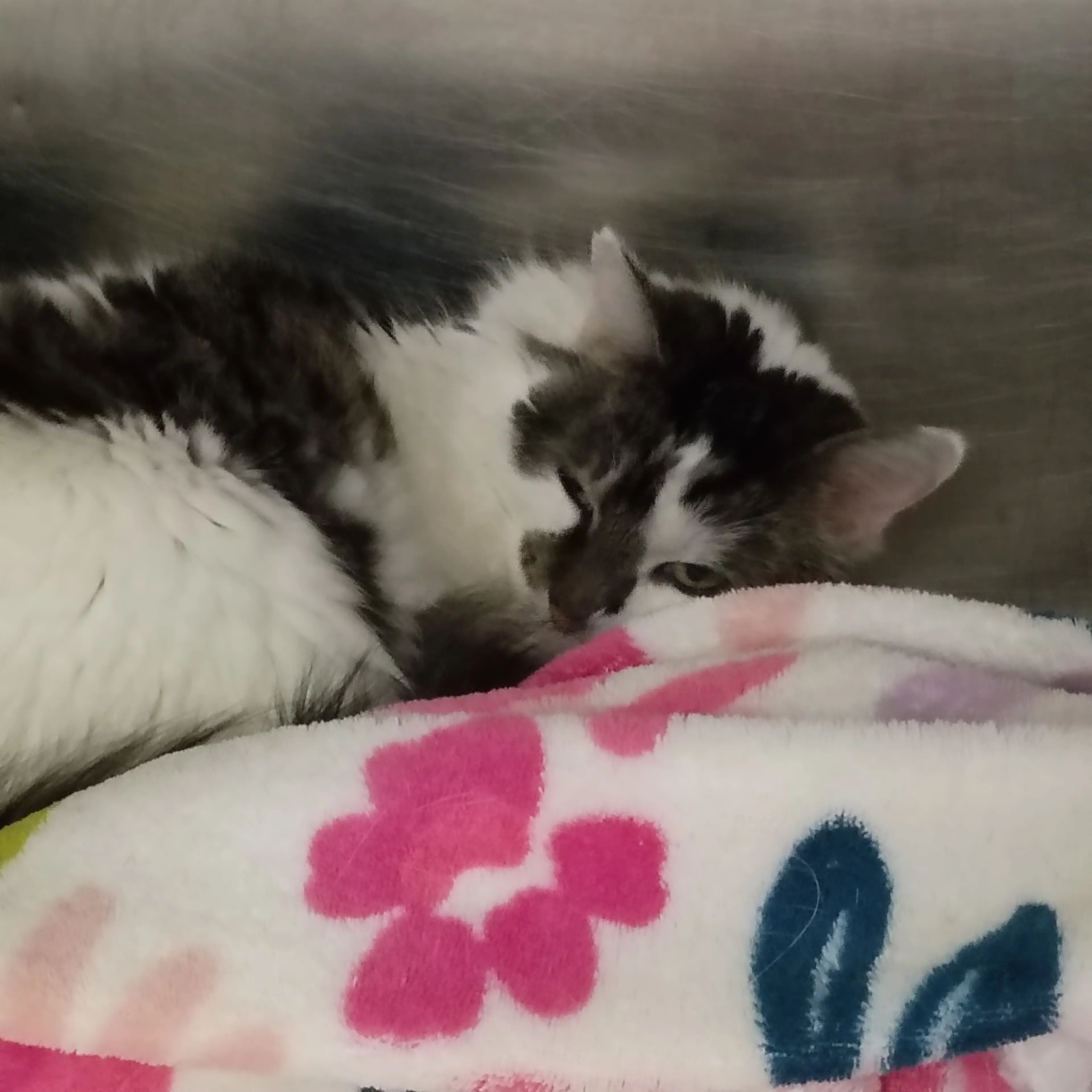 Found pet-1