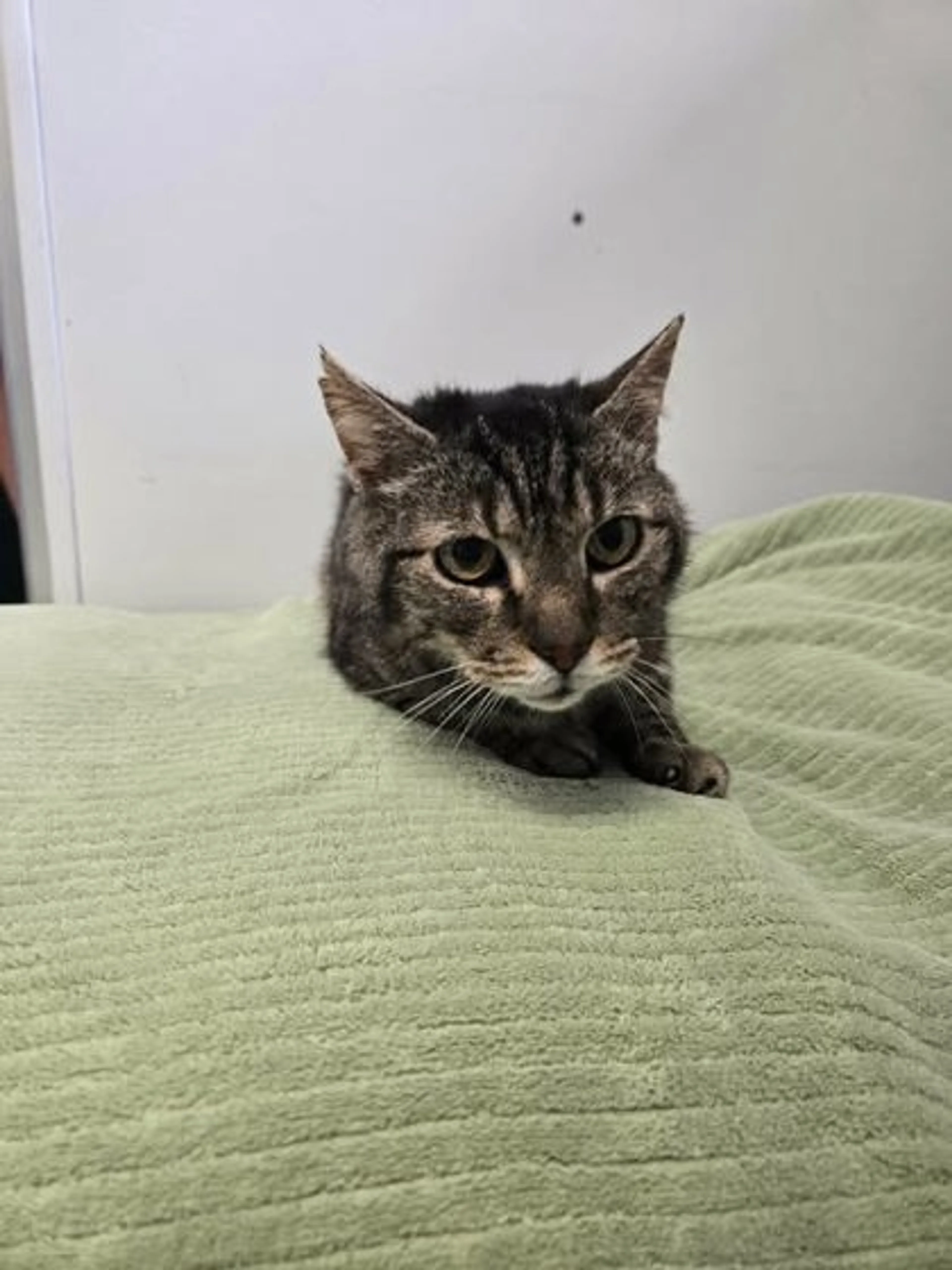 Found pet